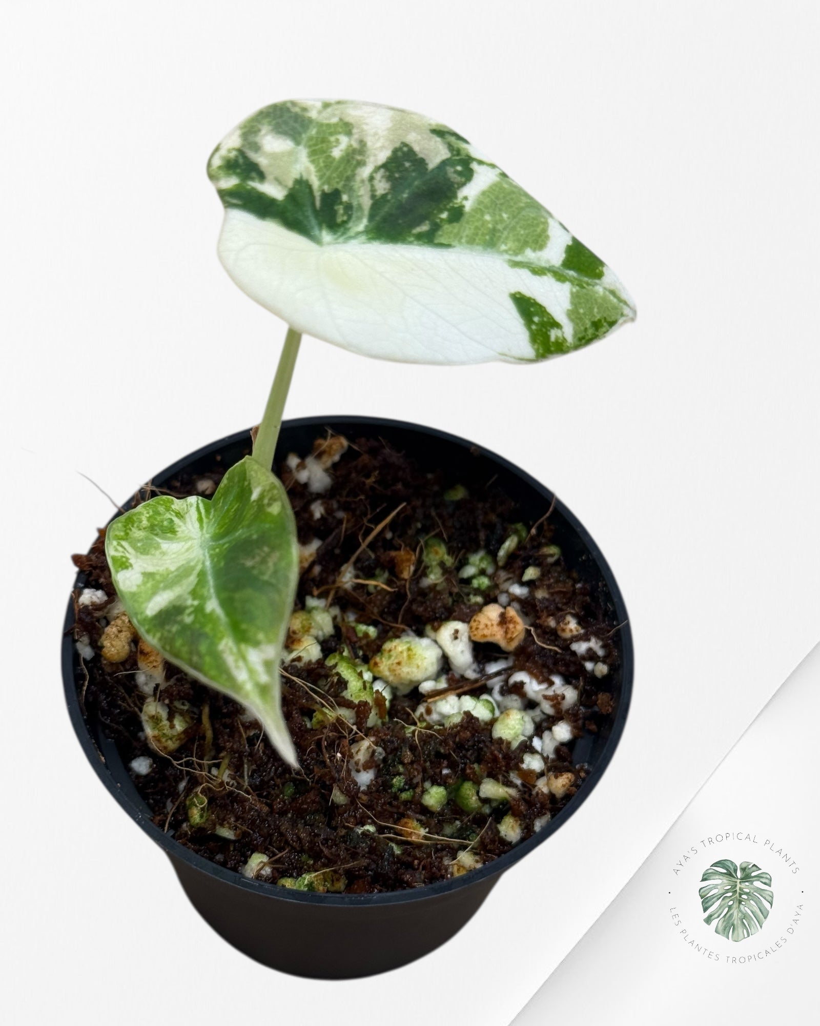 Alocasia Black Velvet Pink Variegated - 112