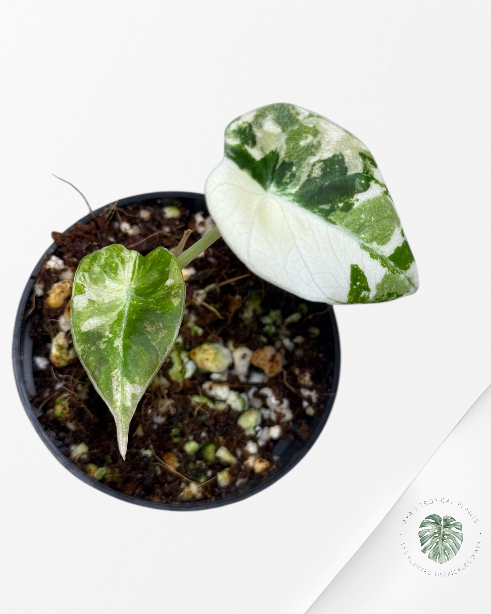 Alocasia Black Velvet Pink Variegated - 112