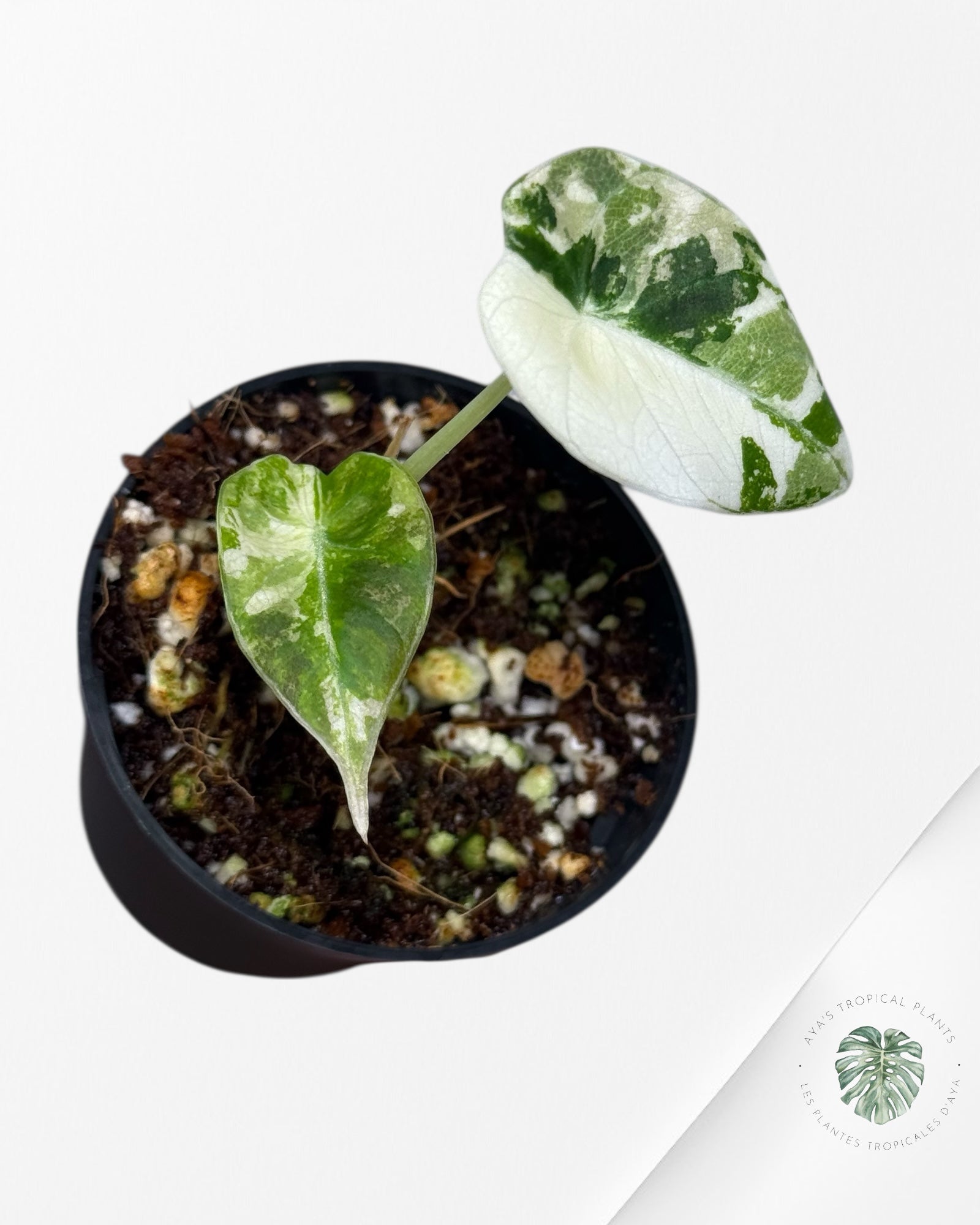Alocasia Black Velvet Pink Variegated - 112