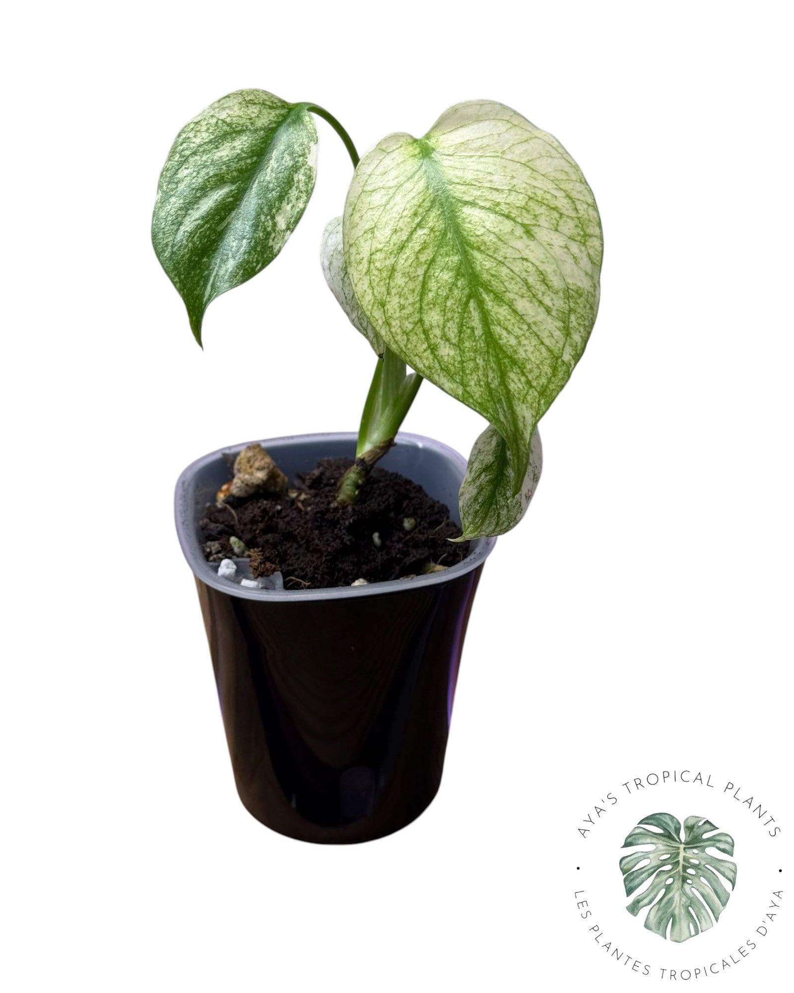 Monstera White Monster
