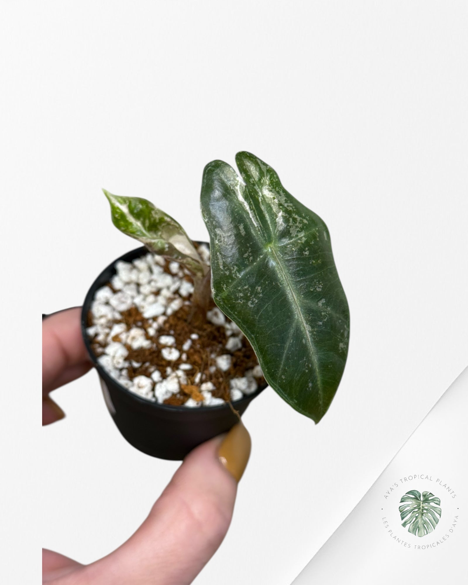 Alocasia Pseudo Sanderiana Albo/Pink - 113