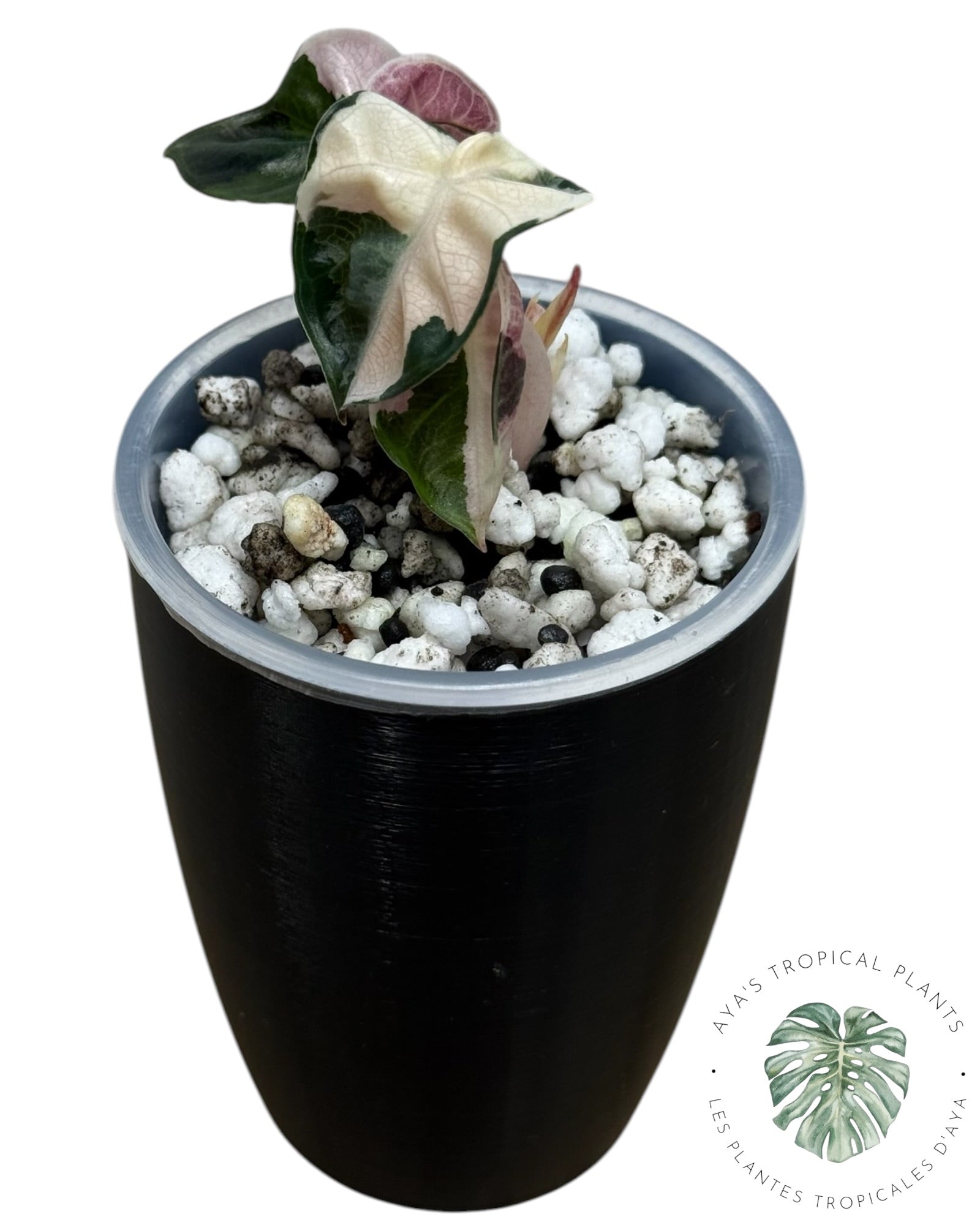 Alocasia Heart Balloon Pink variegated