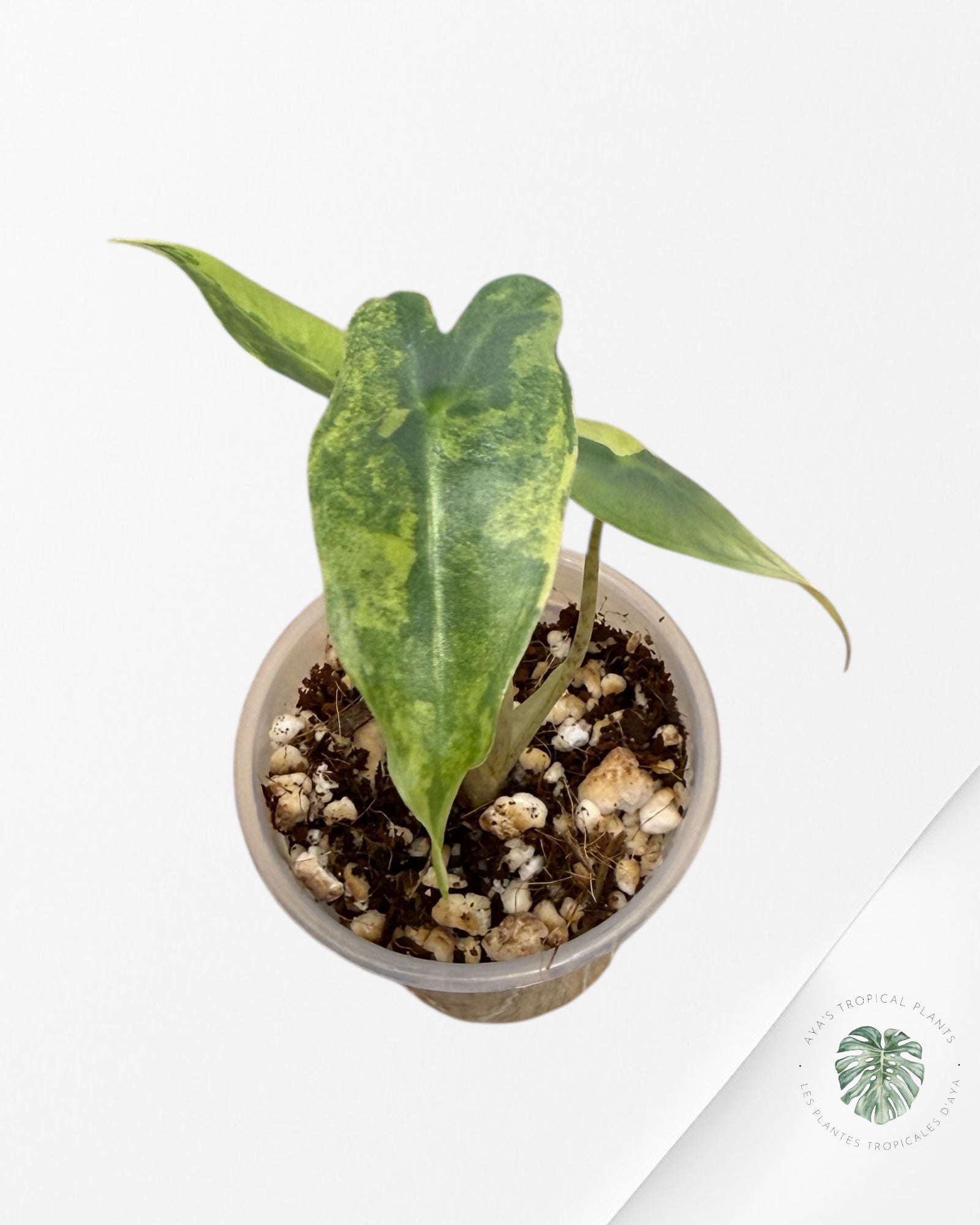 Alocasia Sarian Variegated Aurea