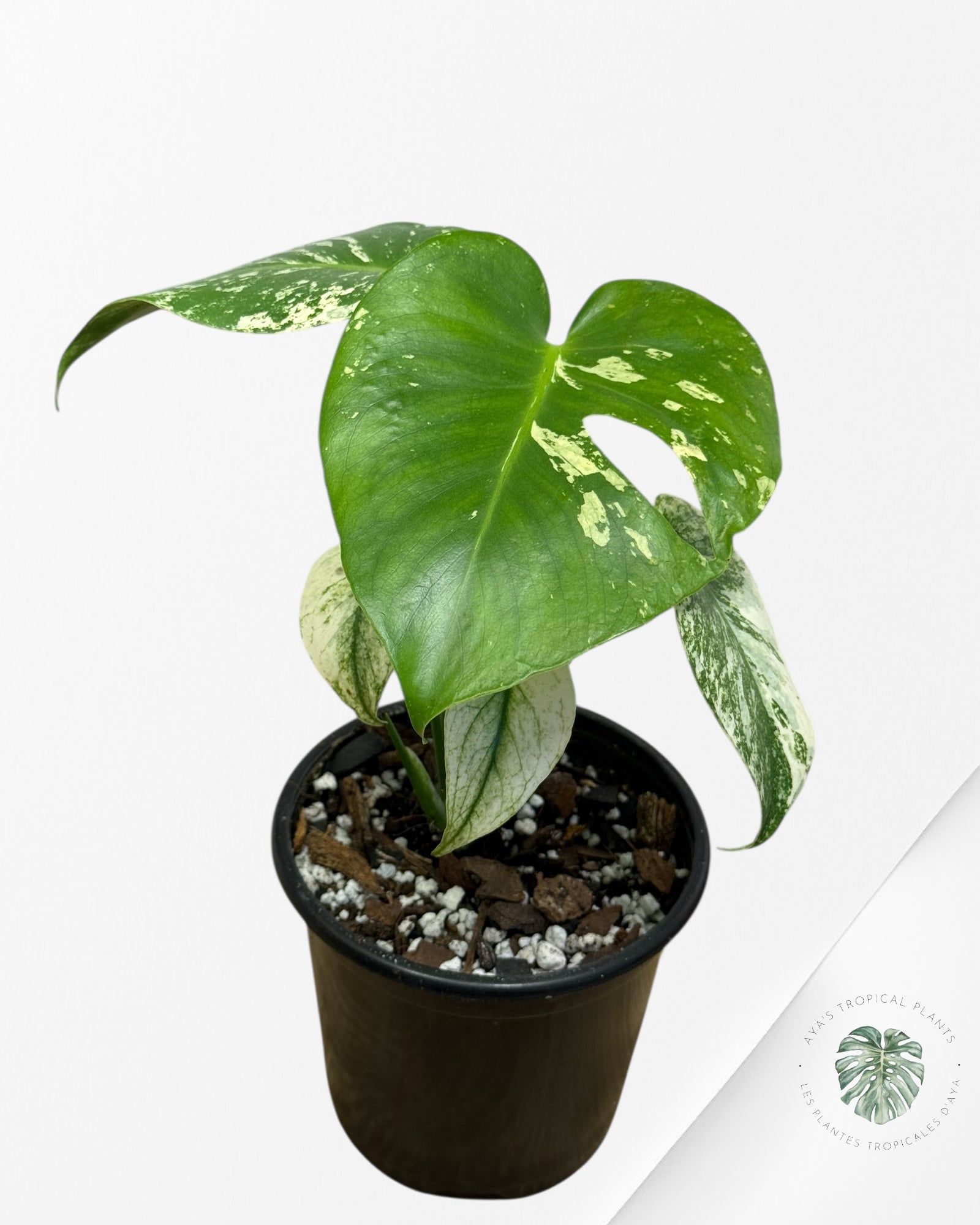Monstera Mint - 117