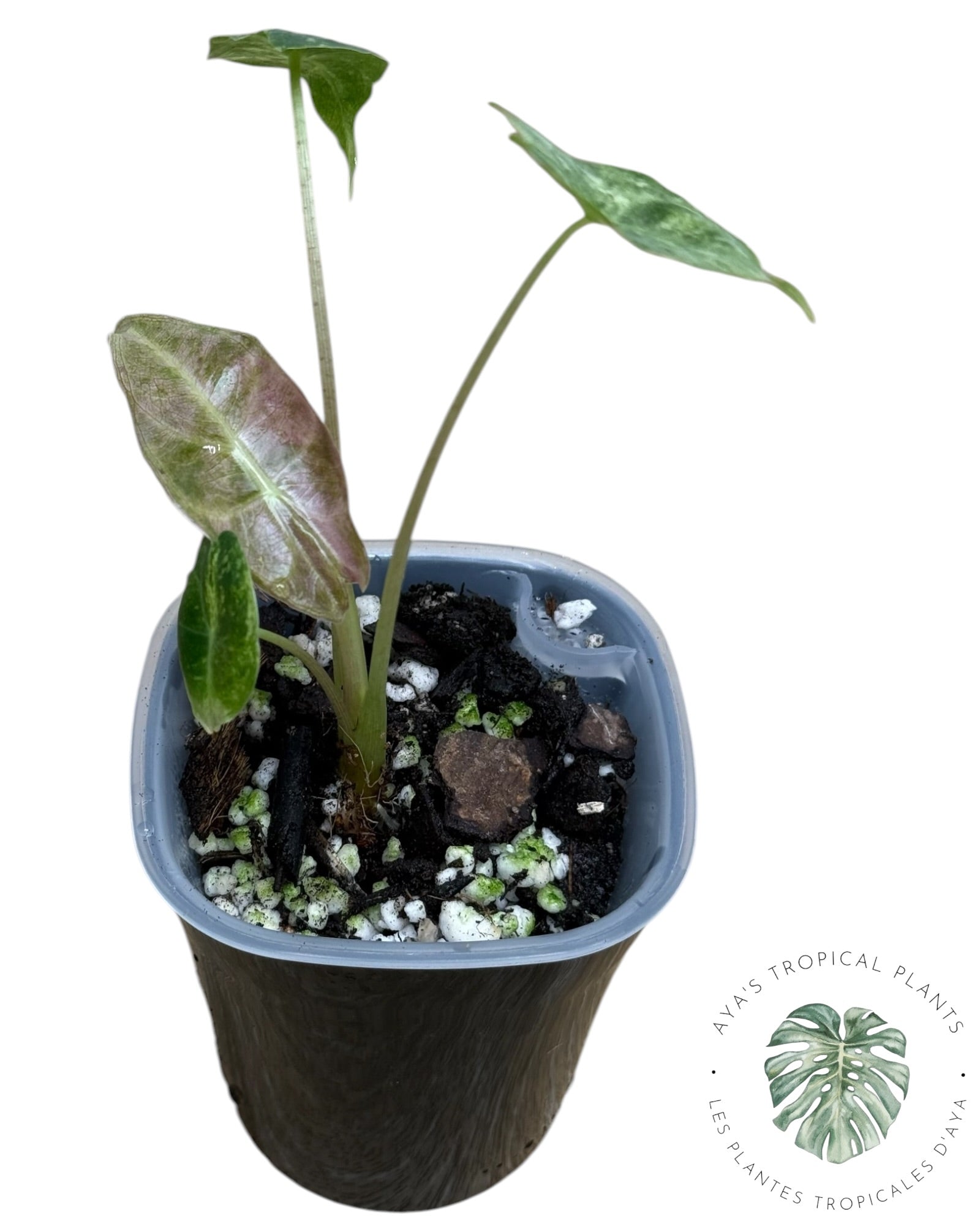 Alocasia Black Satun Pink Stardust Variegated