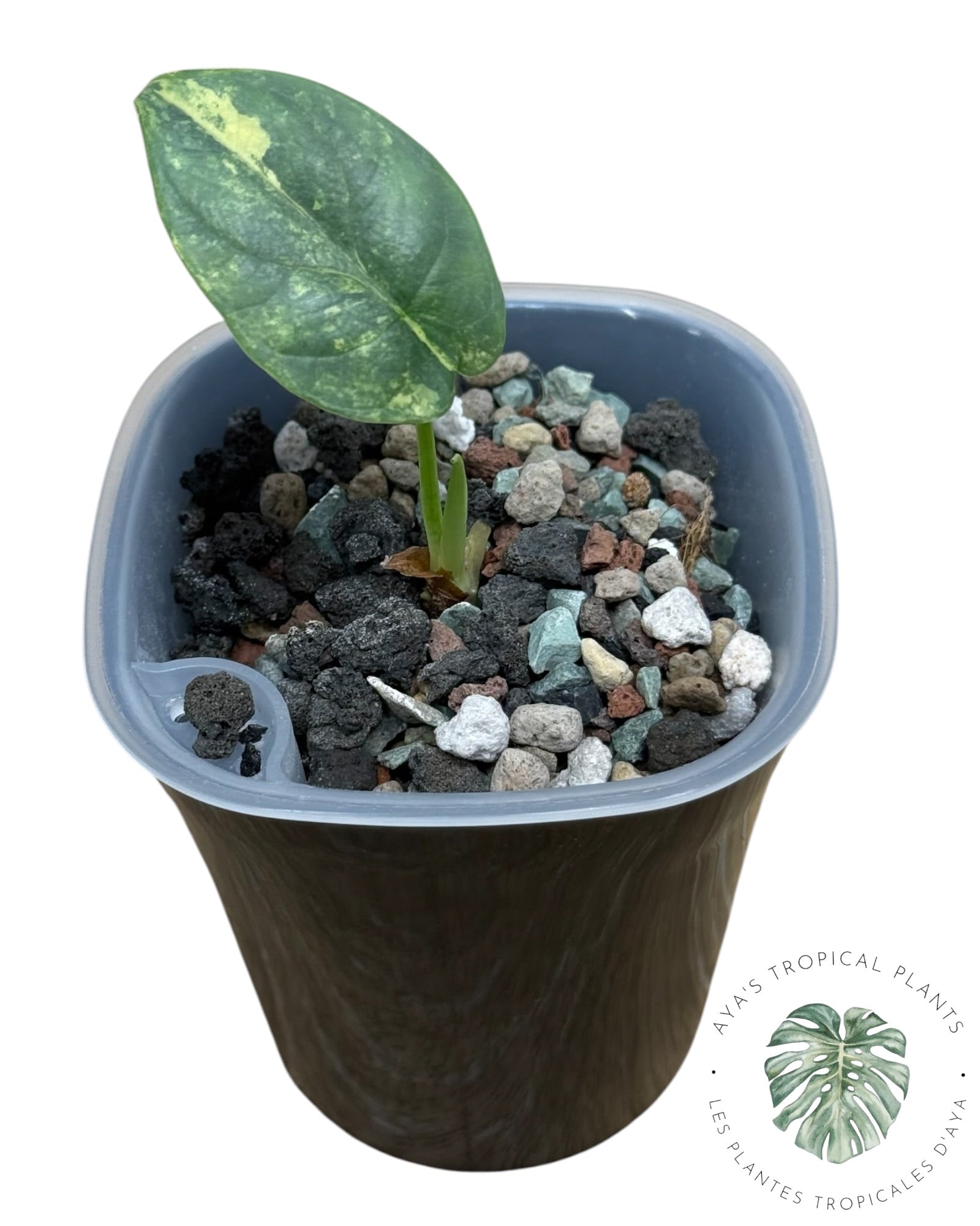 Alocasia Silver Dragon Aurea Variegated