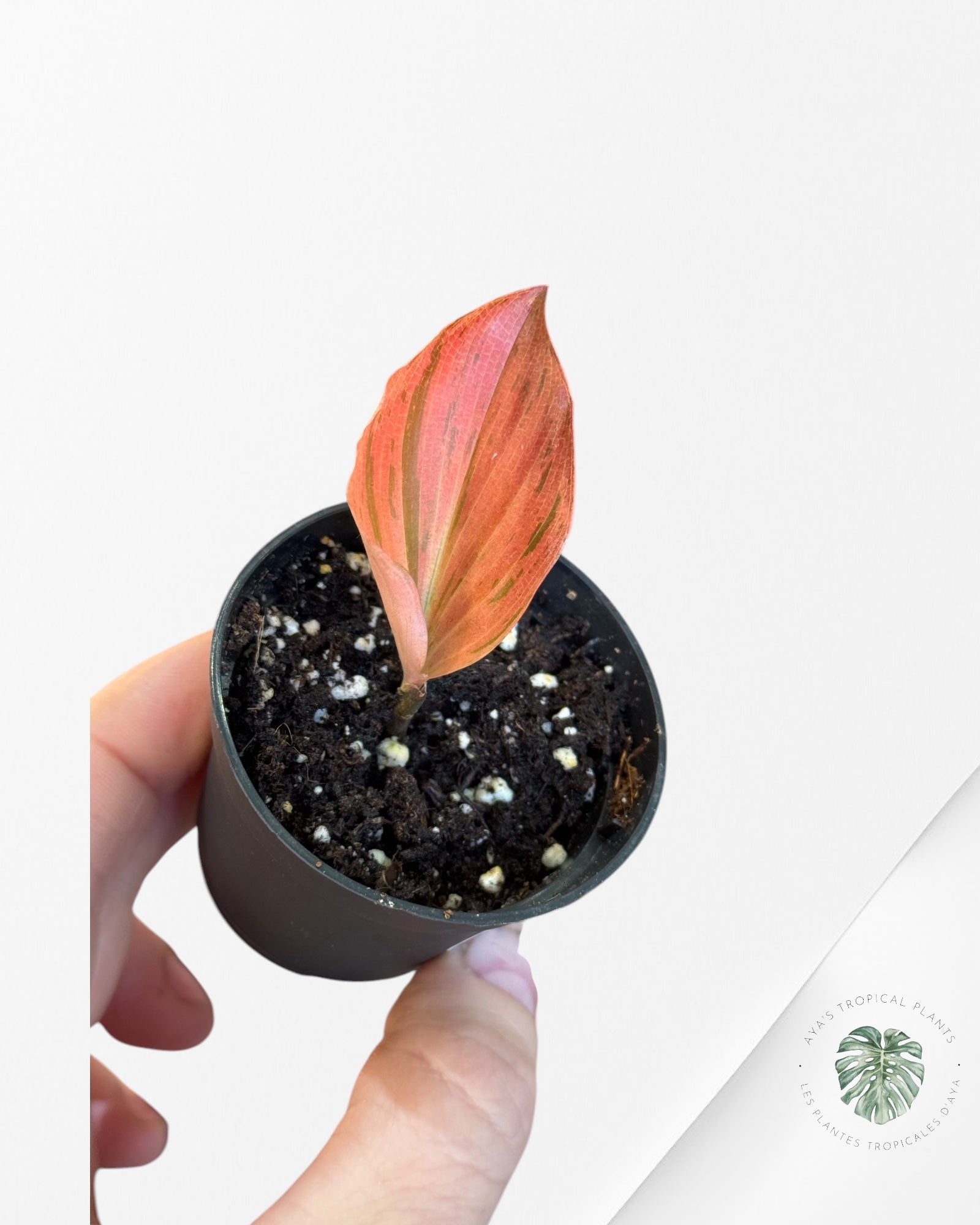 Kaempferia sp. Variegata rouge-P3