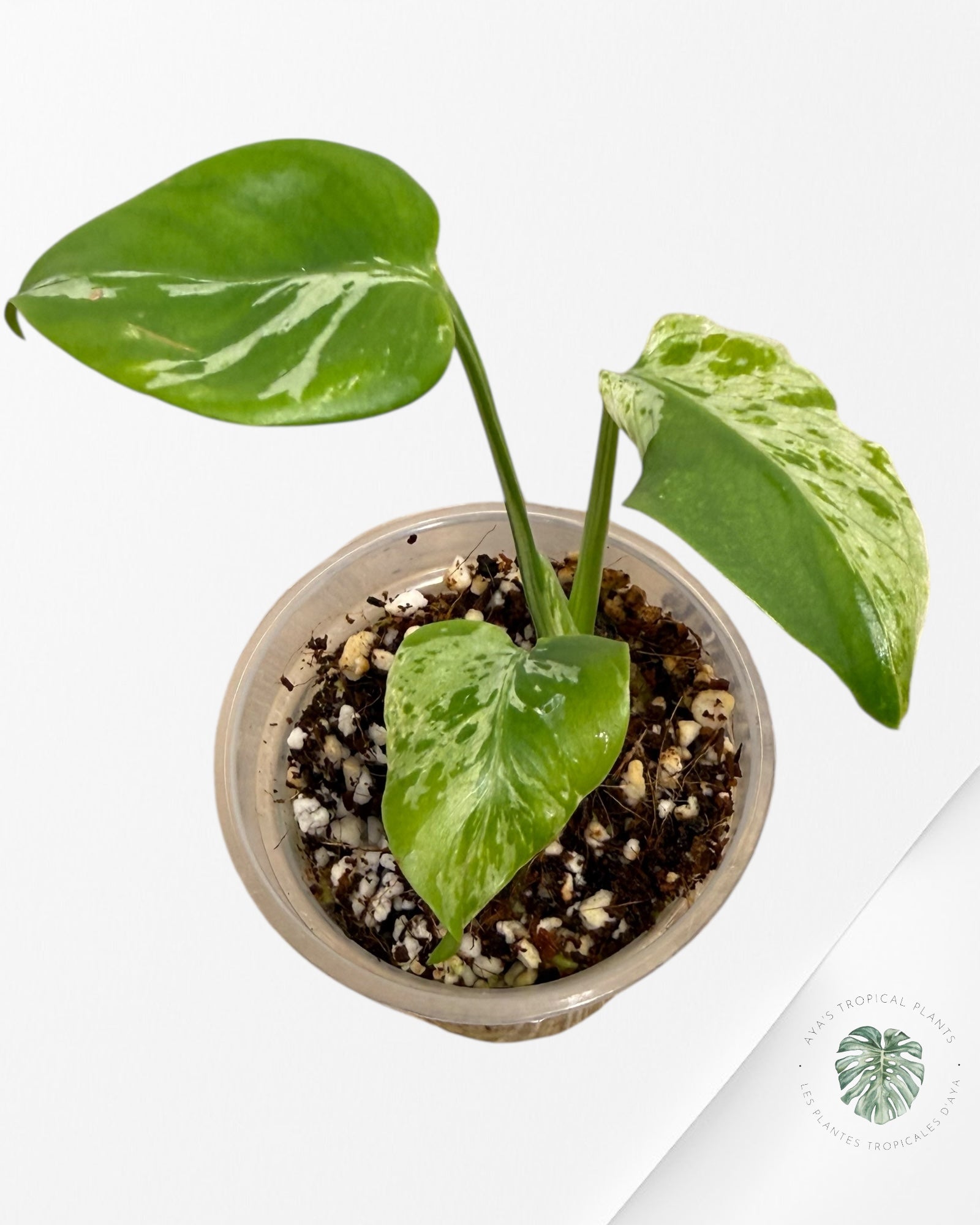 Monstera Deliciosa Bulbasaur | Plante TC rare | Plantes tropicales d'Aya