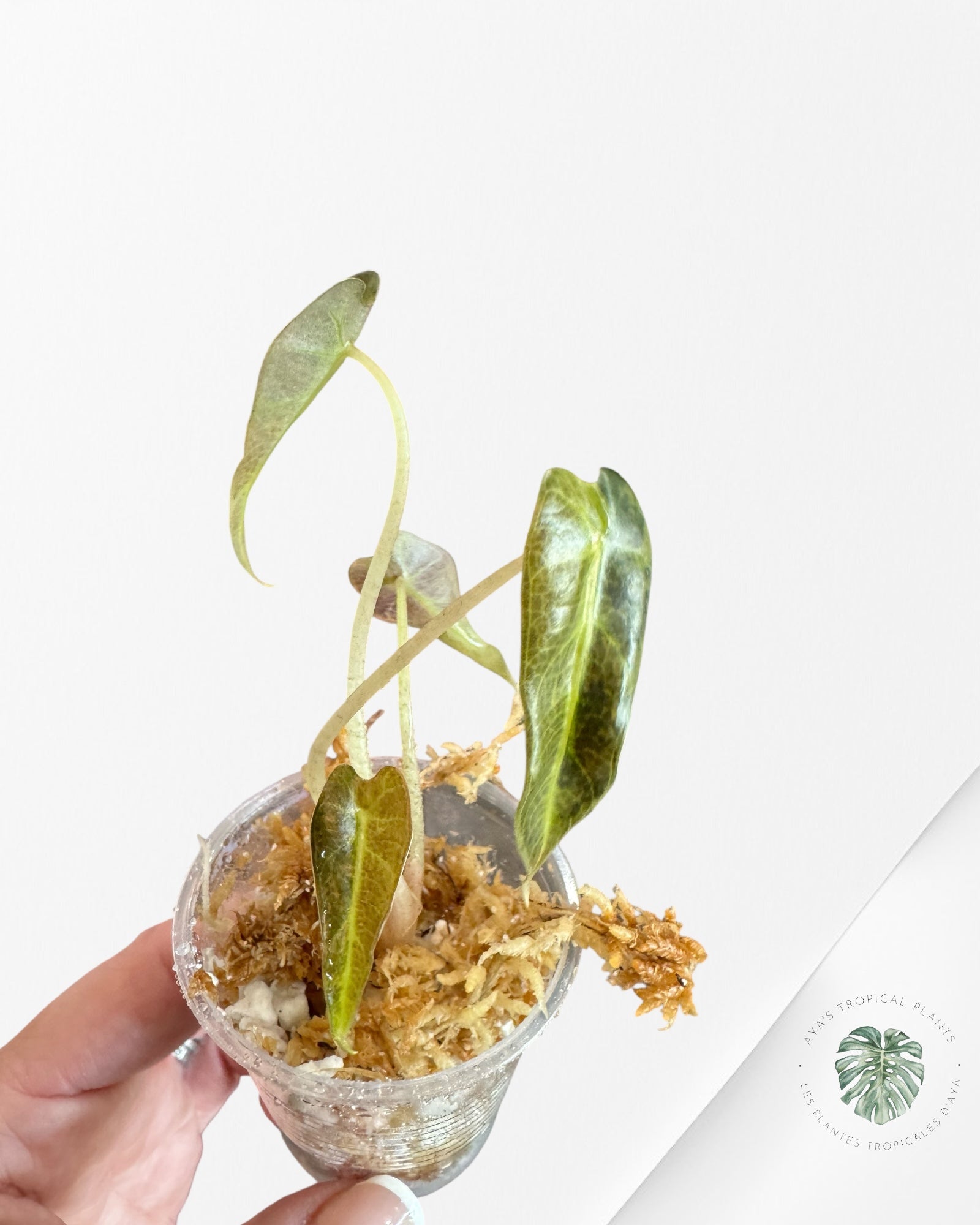 Alocasia Bambino Panaché (Aurea) - TC0