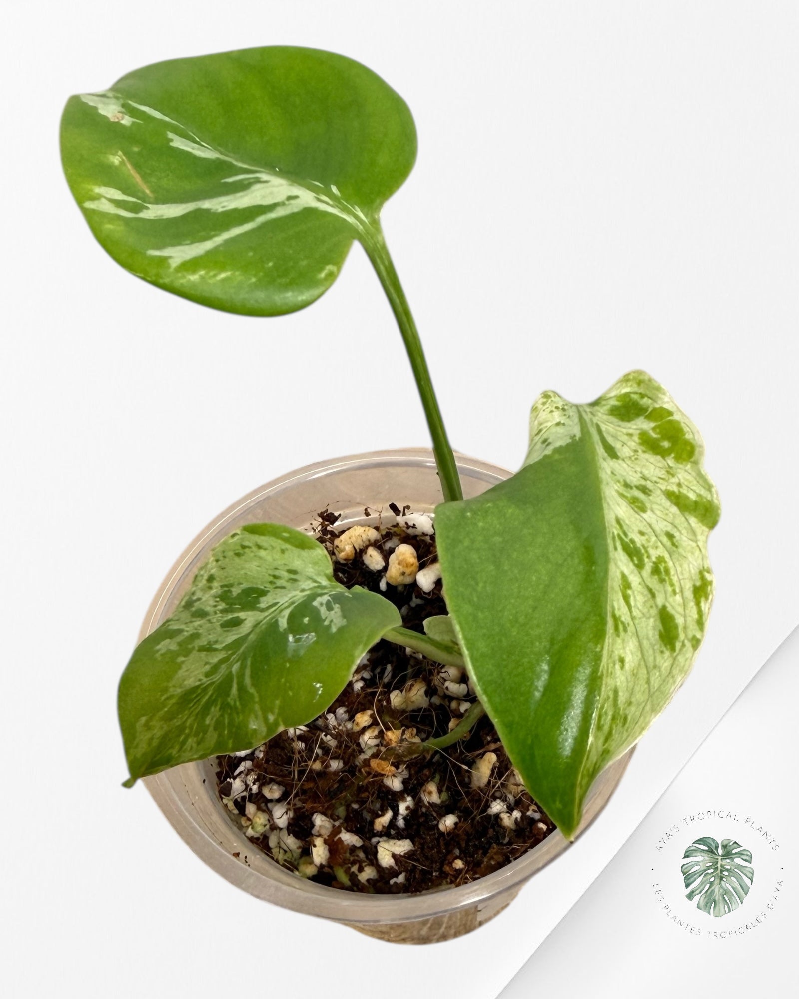 Monstera Deliciosa Bulbasaur | Plante TC rare | Plantes tropicales d'Aya