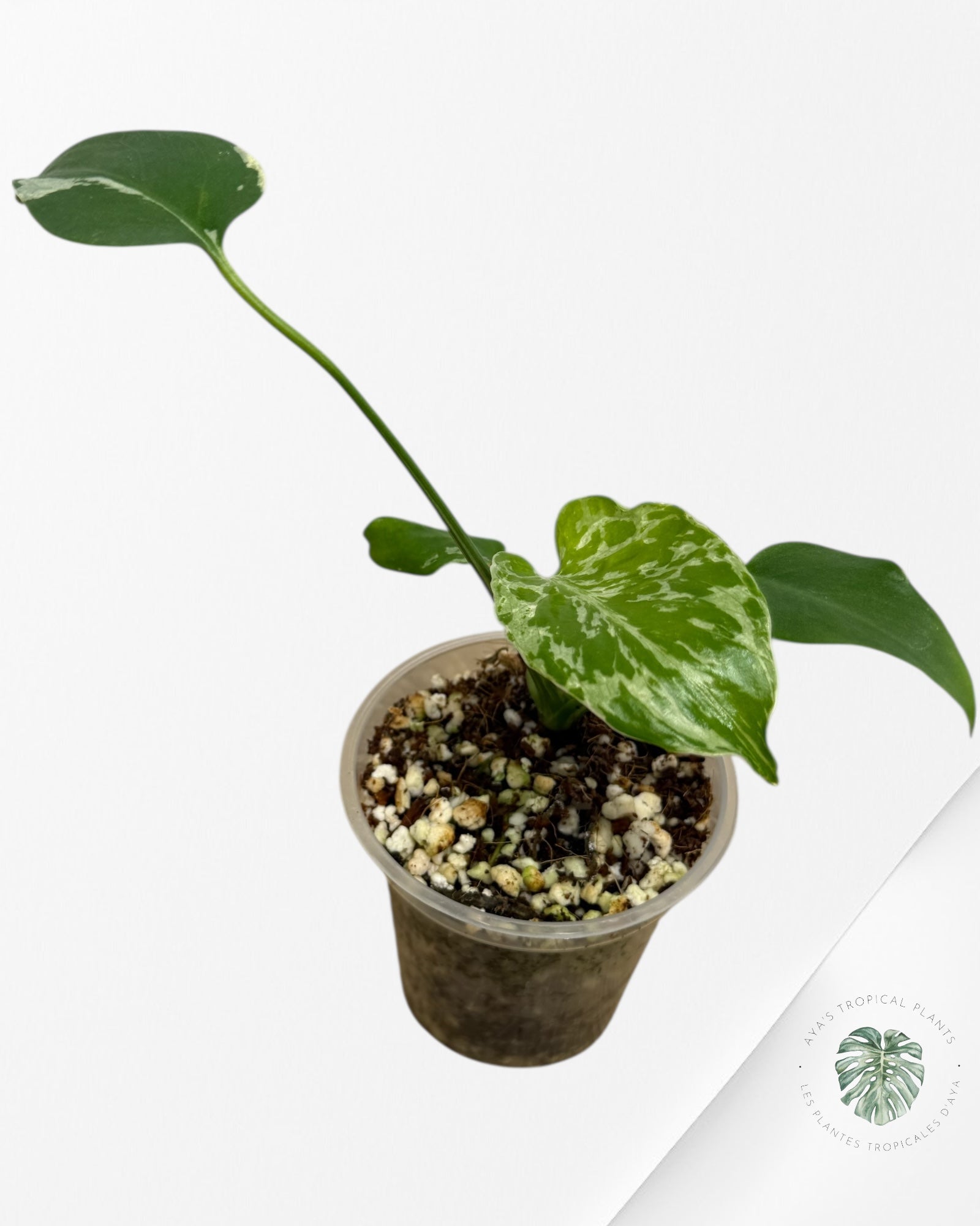 Monstera Deliciosa Bulbasaur | Rare TC Plant| Aya's Tropical Plants