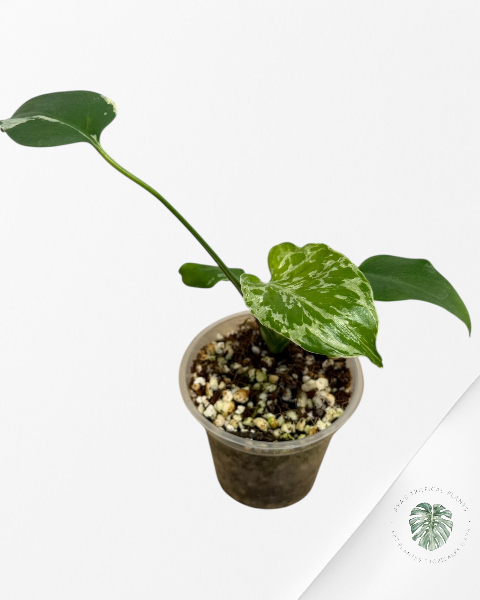 Monstera Deliciosa Bulbasaur | Rare TC Plant| Aya's Tropical Plants