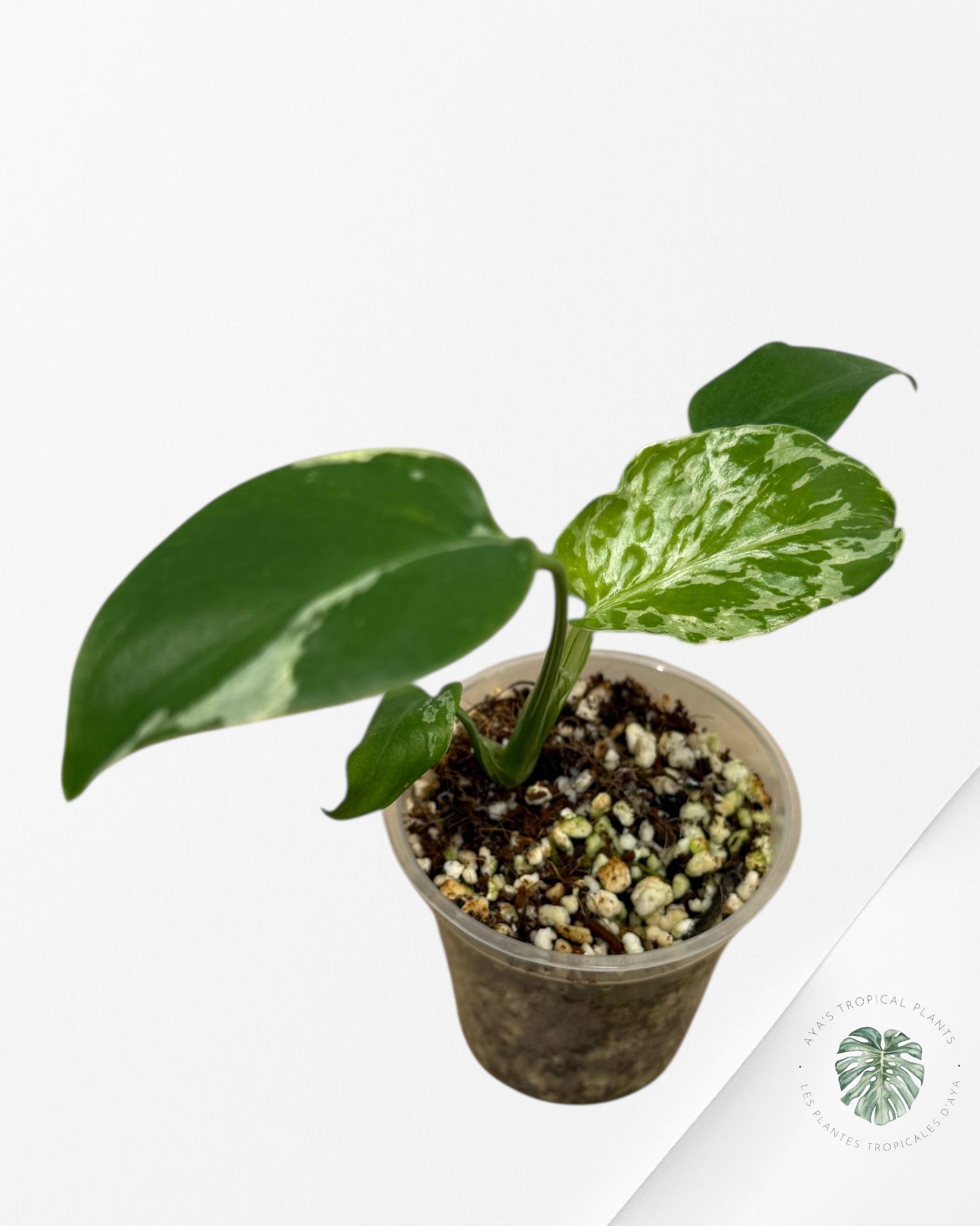 Monstera Deliciosa Bulbasaur | Rare TC Plant| Aya's Tropical Plants