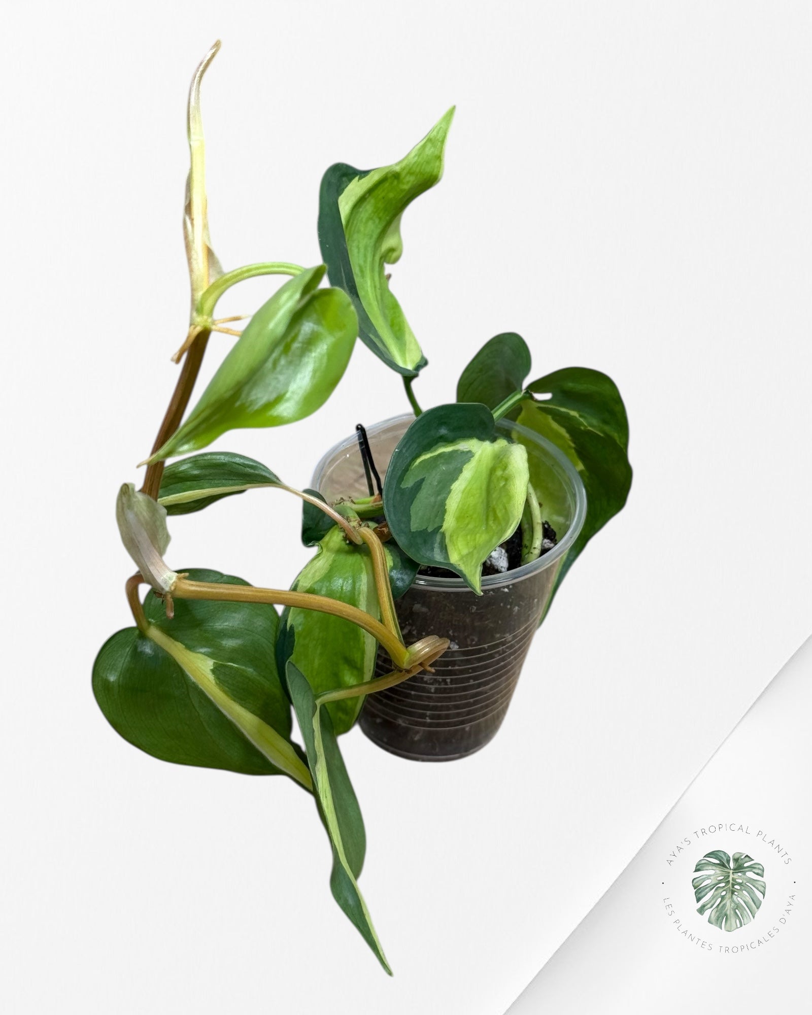 Philodendron hederaceum 'Crème Splash' - 300