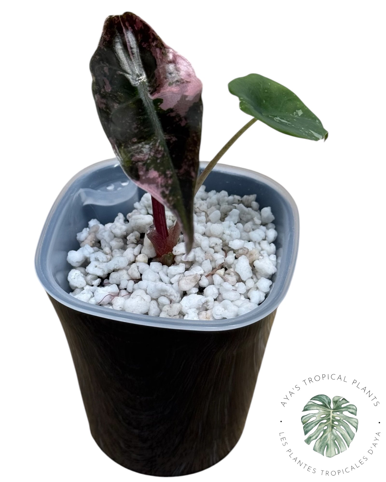 Alocasia Chantrieri Pink Variegated