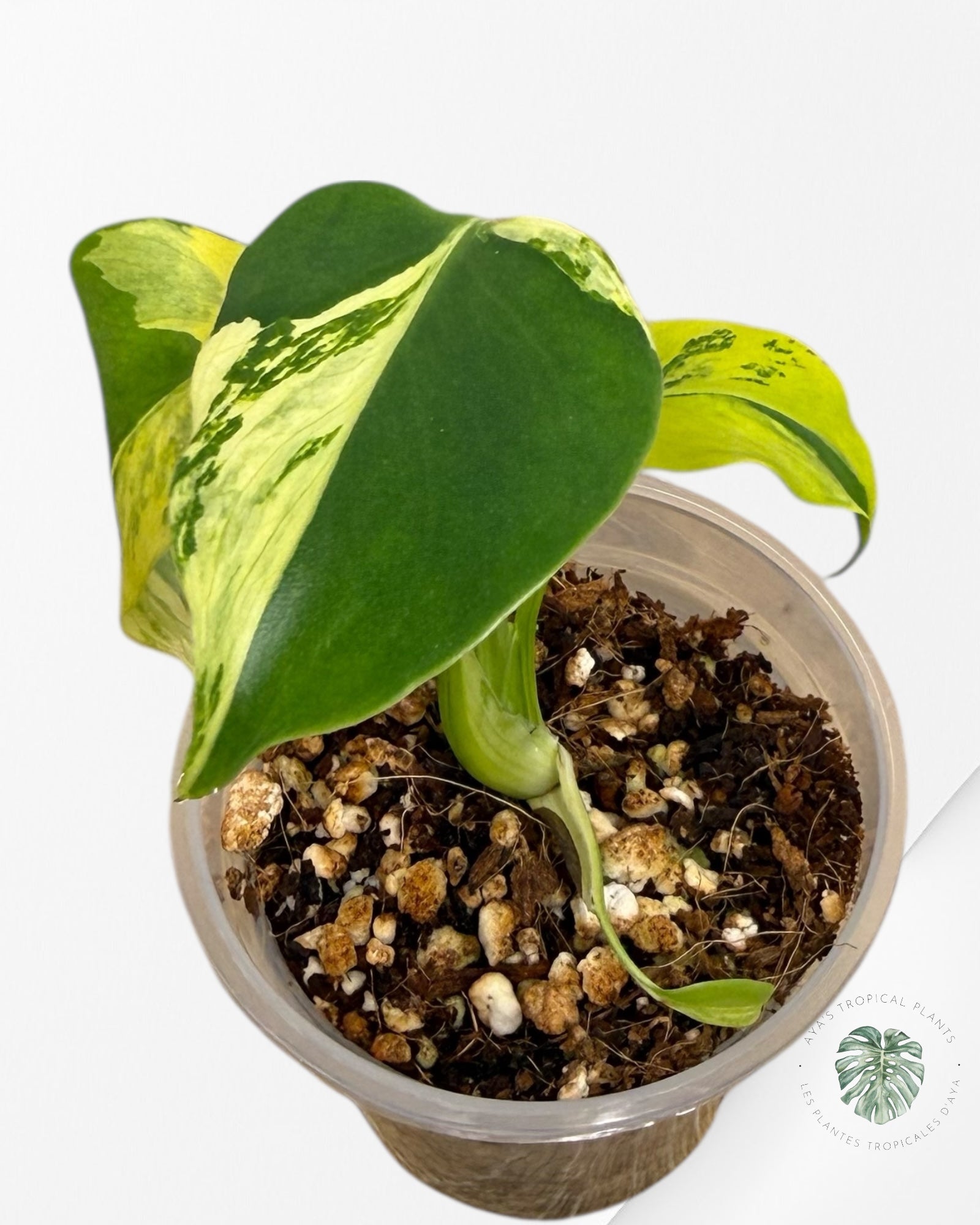 Monstera Deliciosa Electrolyte | Plante TC rare | Plantes tropicales d'Aya