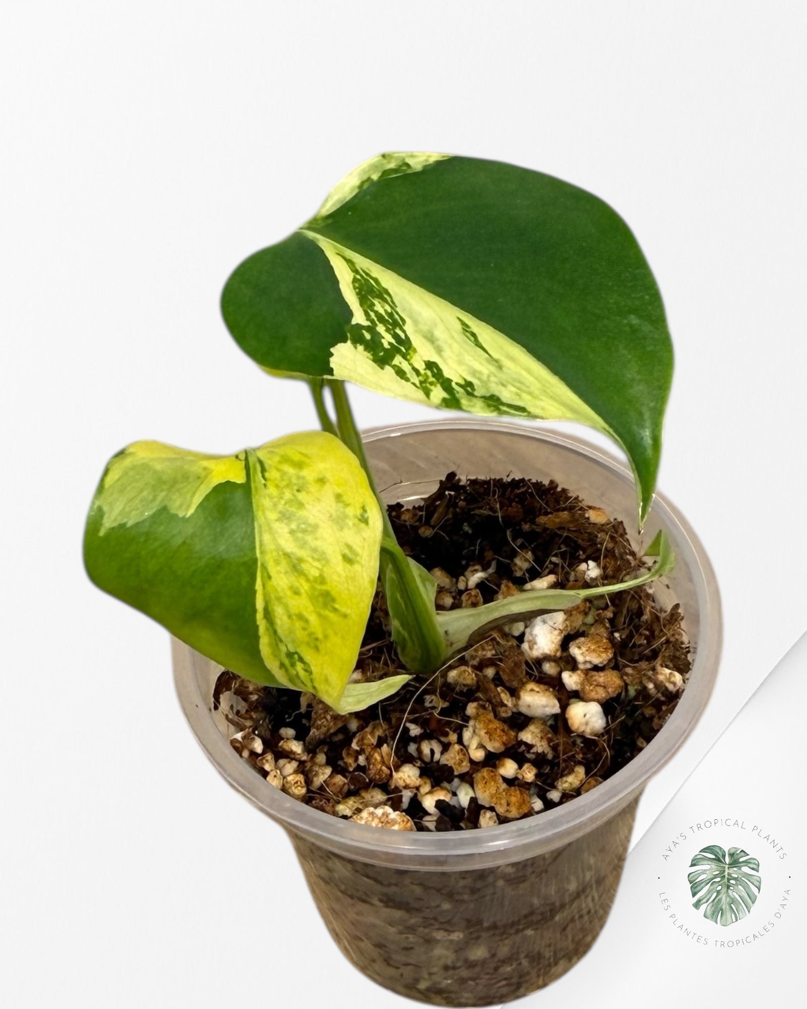 Monstera Deliciosa Electrolyte | Plante TC rare | Plantes tropicales d'Aya