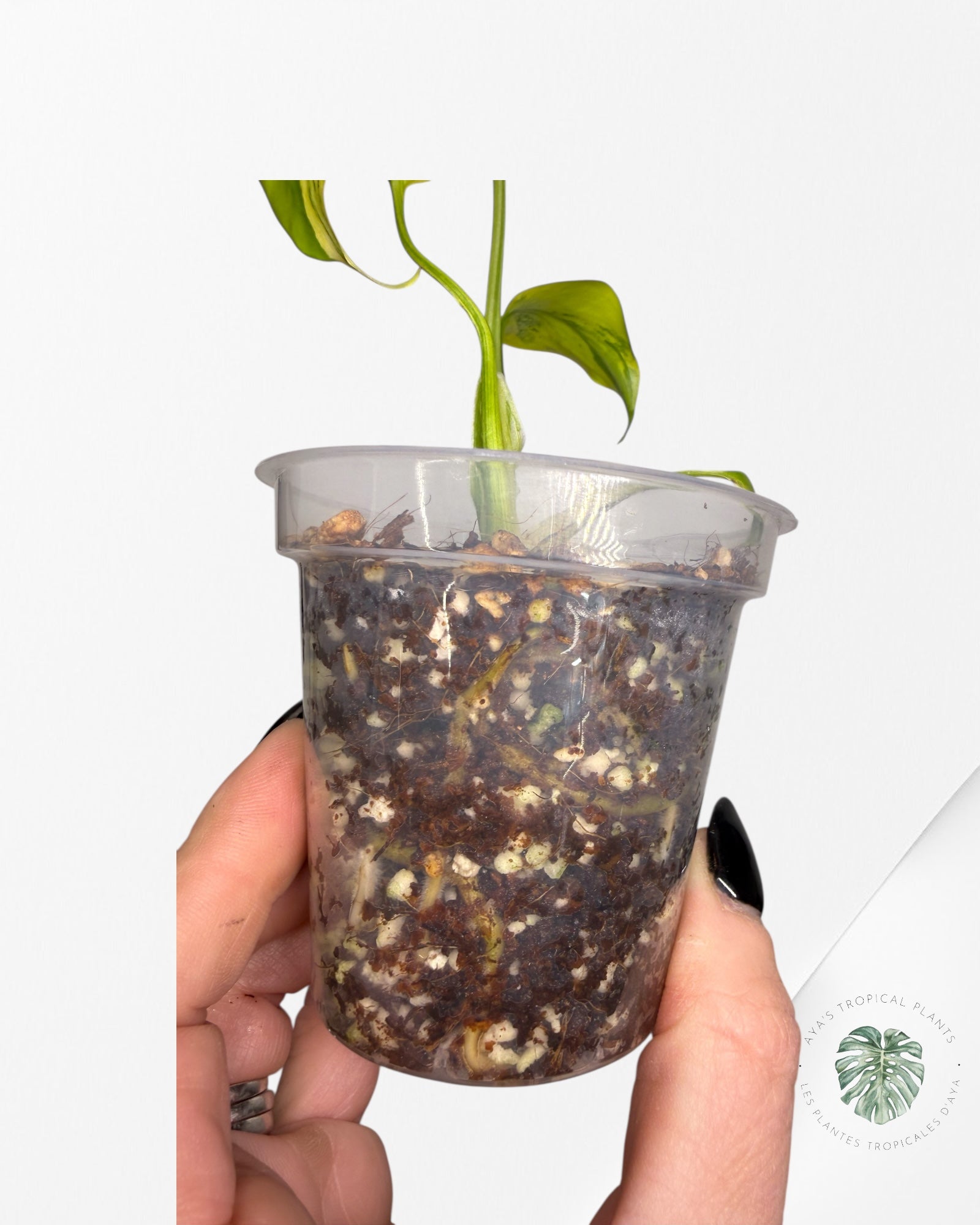 Monstera Deliciosa Electrolyte | Plante TC rare | Plantes tropicales d'Aya