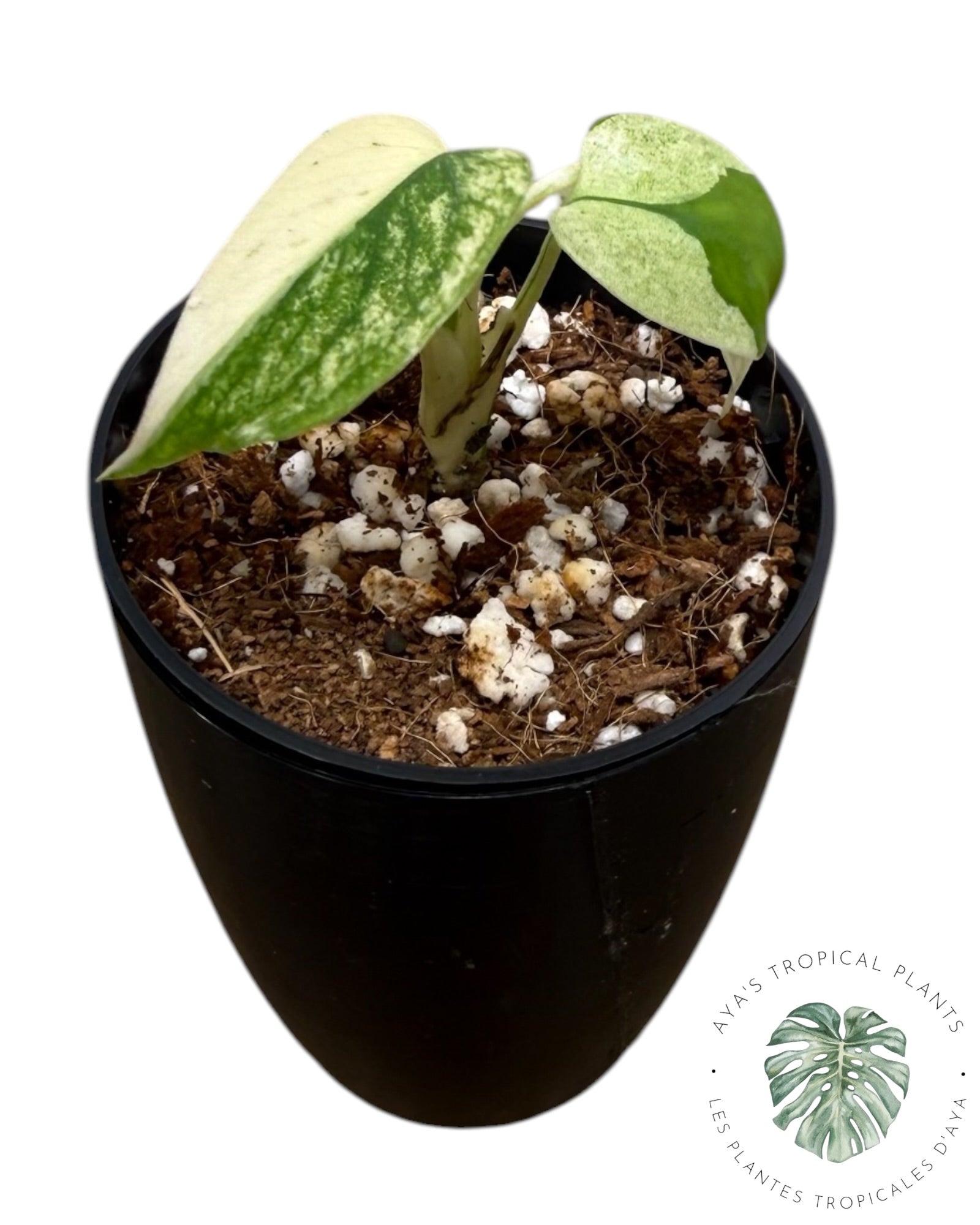 Monstera Deliciosa « Starlight »