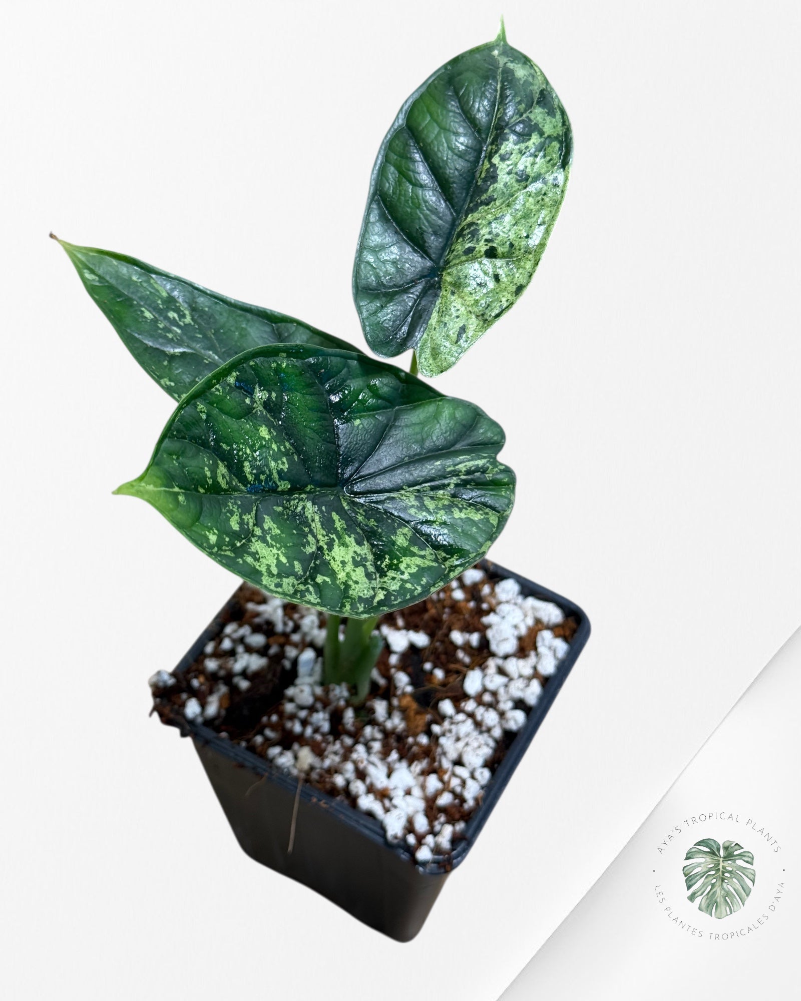 Alocasia Dragon Scale Mint - 131