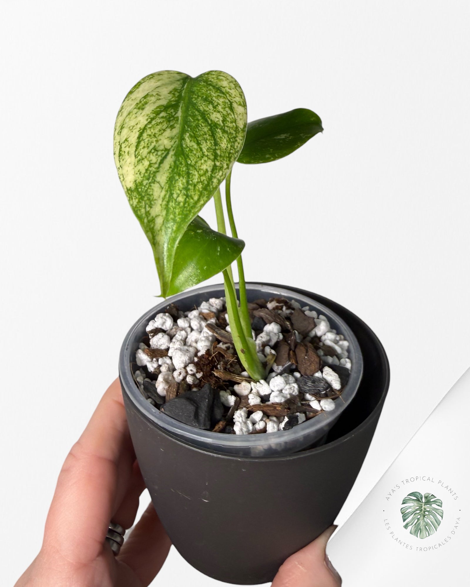 Monstera Menthe | Plante TC rare | Plantes tropicales d'Aya