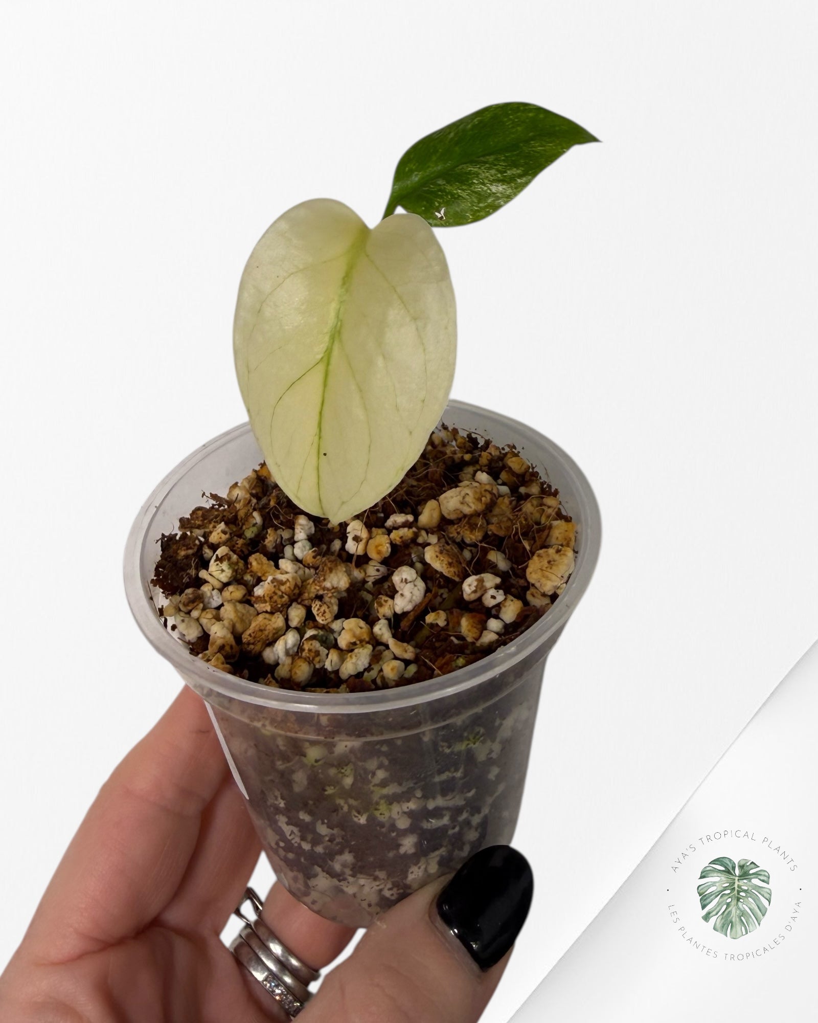 Monstera Menthe | Plante TC rare | Plantes tropicales d'Aya