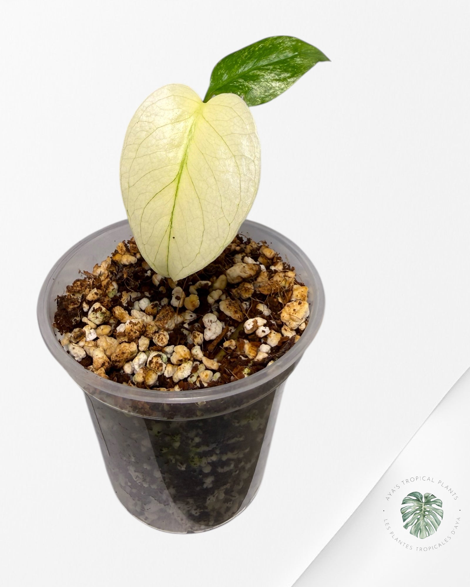 Monstera Menthe | Plante TC rare | Plantes tropicales d'Aya