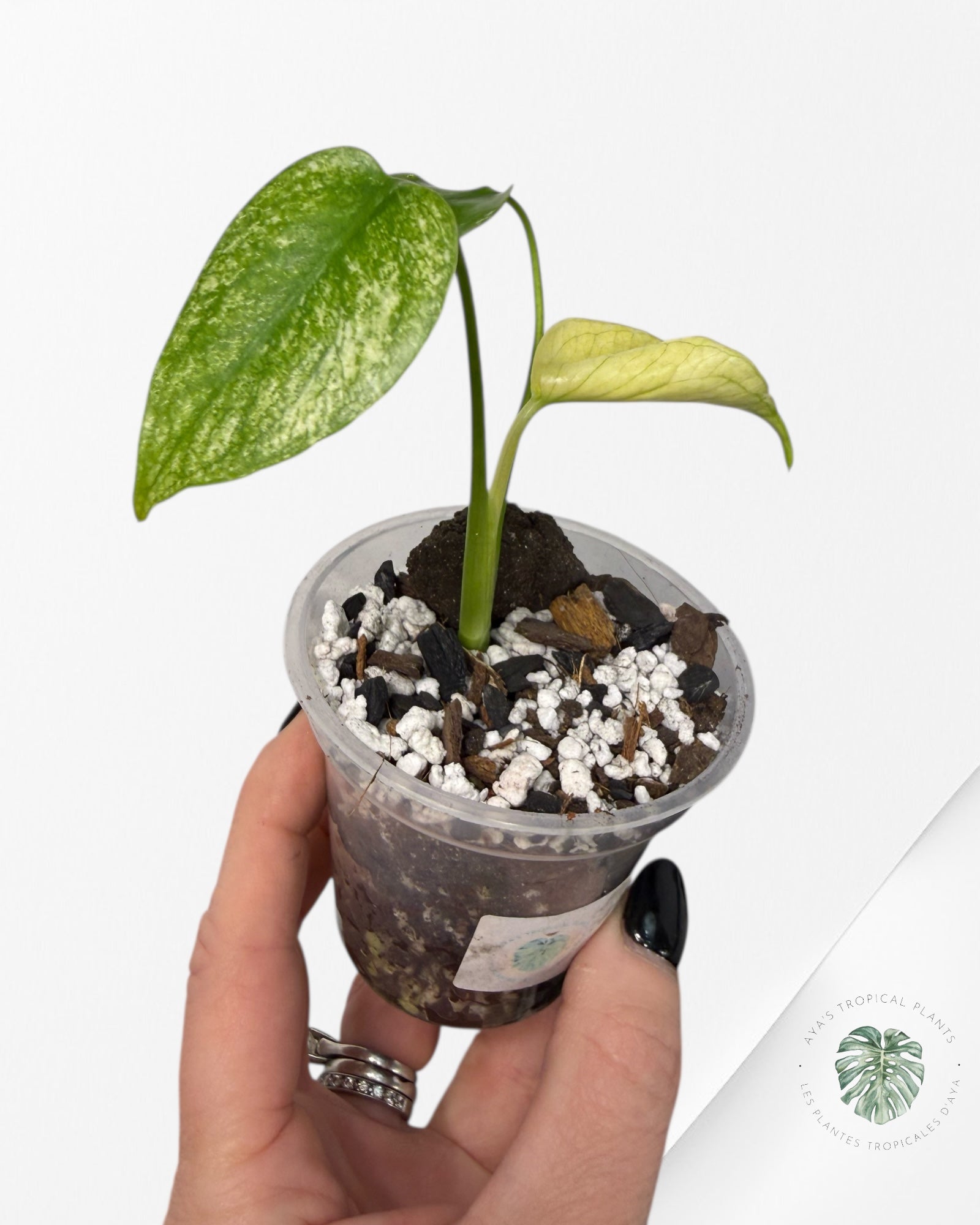 Monstera Menthe | Plante TC rare | Plantes tropicales d'Aya