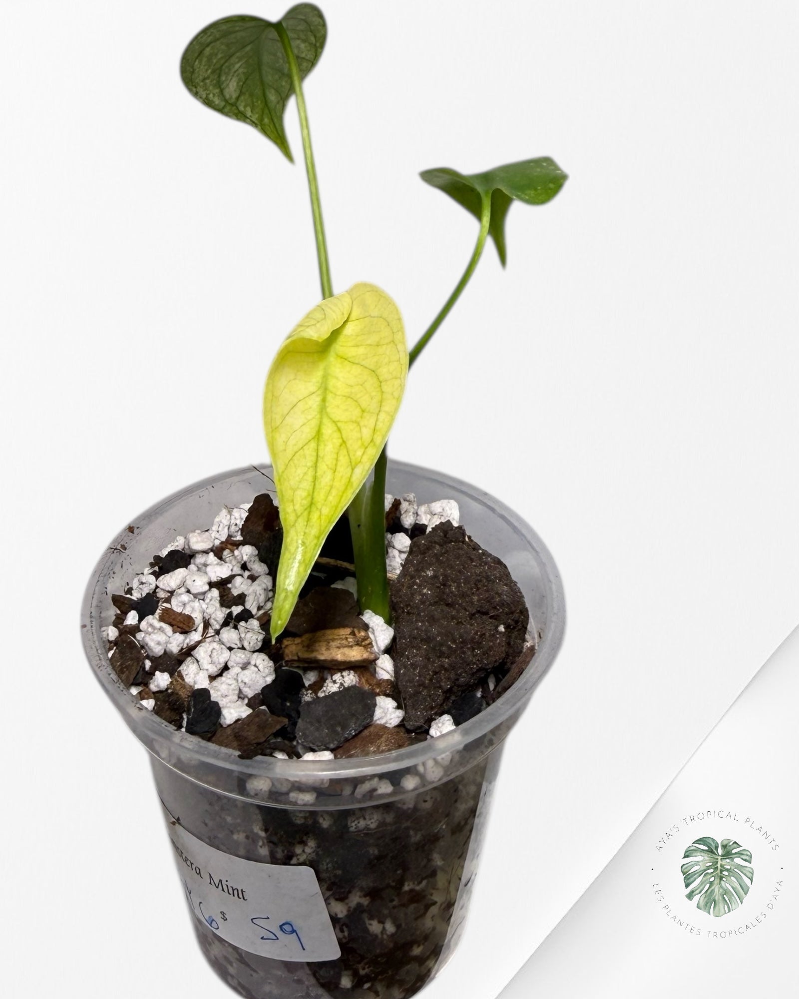 Monstera Menthe | Plante TC rare | Plantes tropicales d'Aya