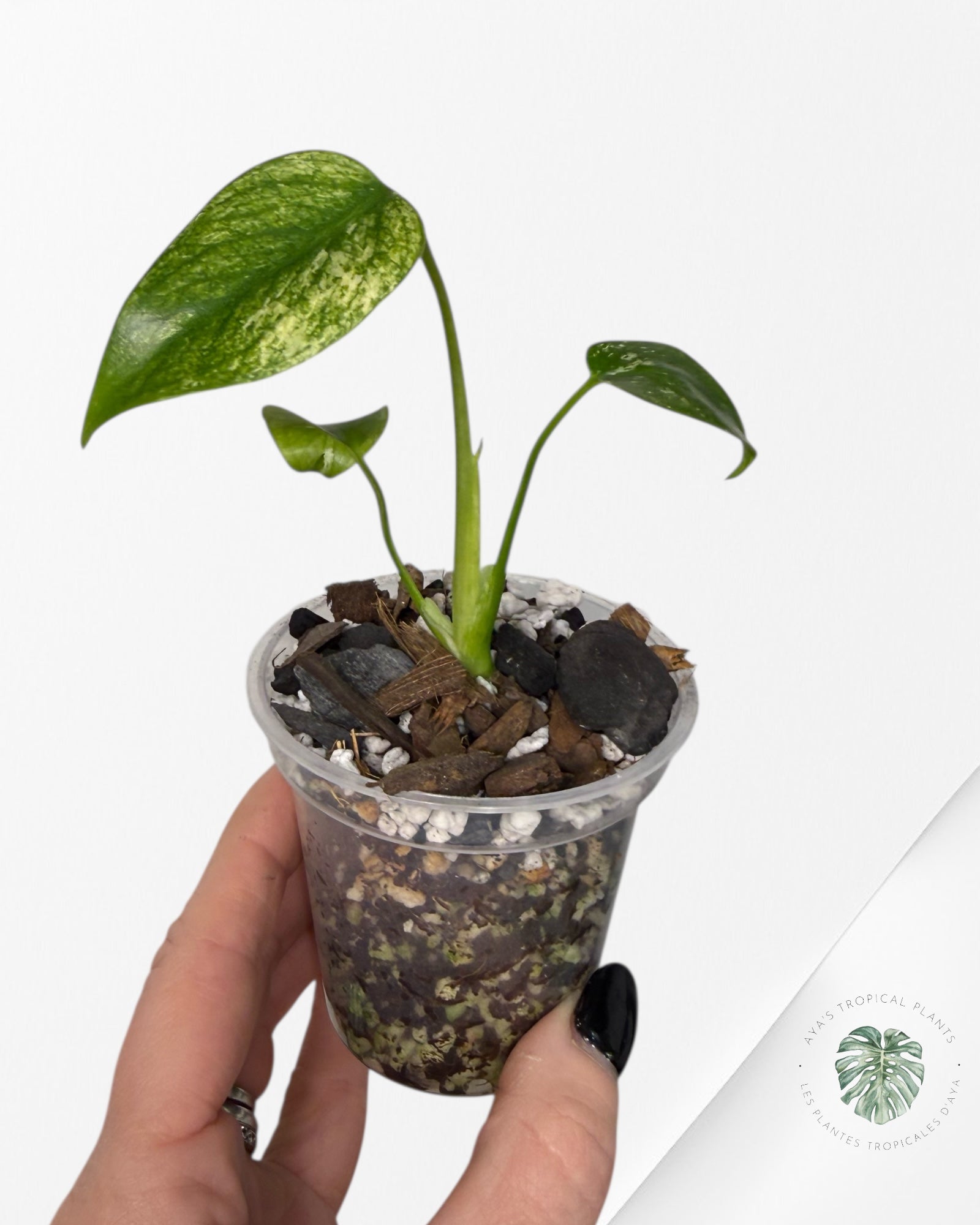 Monstera Menthe | Plante TC rare | Plantes tropicales d'Aya