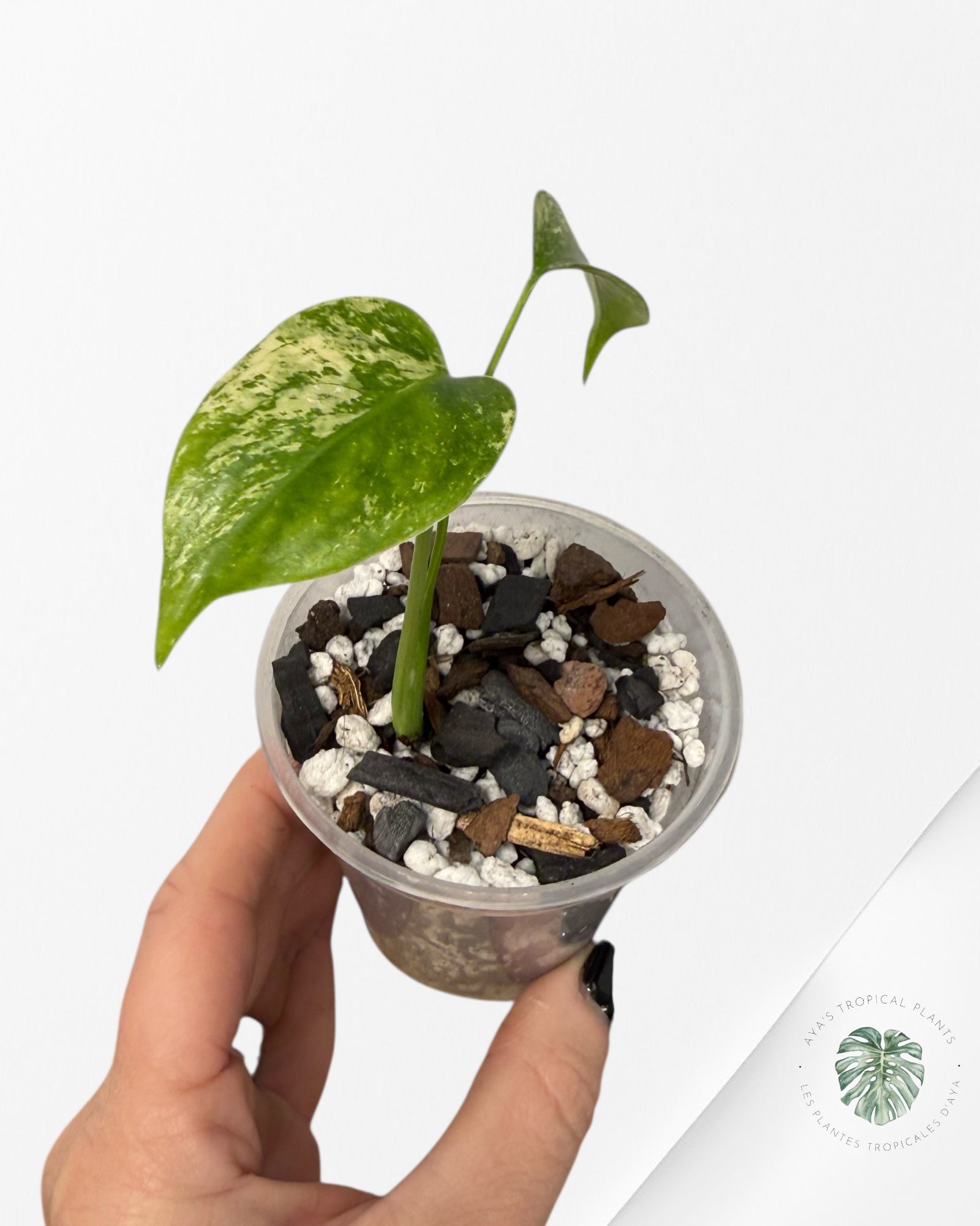 Monstera Menthe | Plante TC rare | Plantes tropicales d'Aya