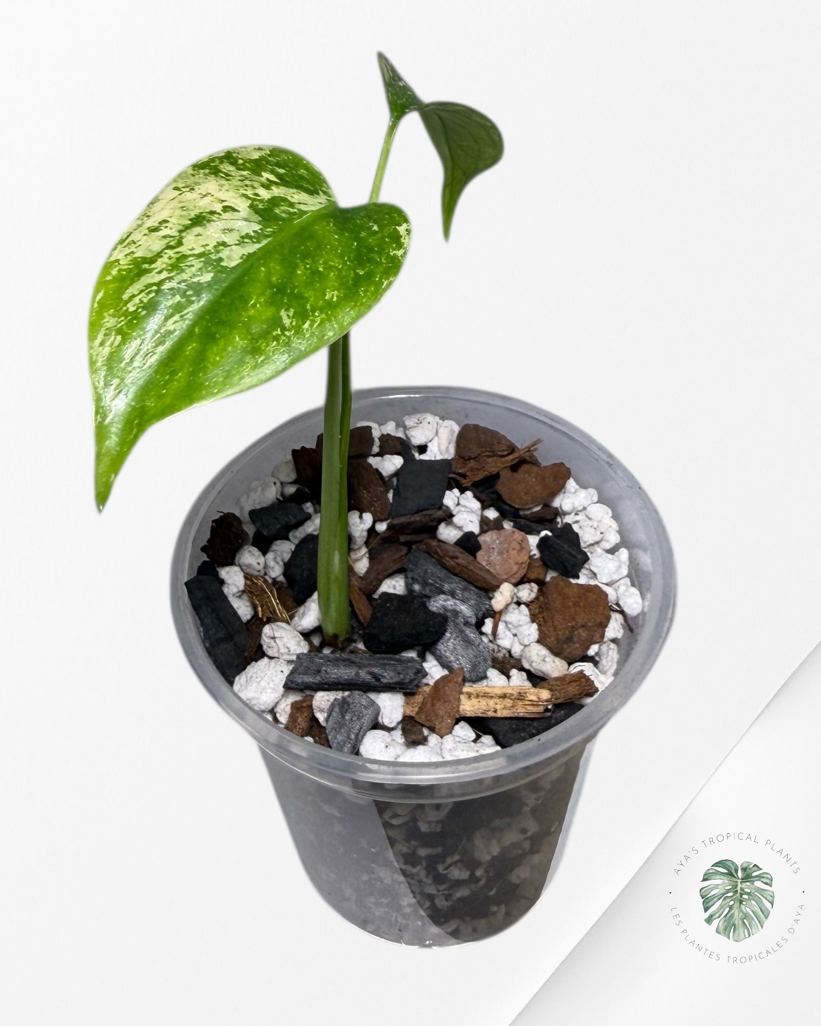 Monstera Menthe | Plante TC rare | Plantes tropicales d'Aya