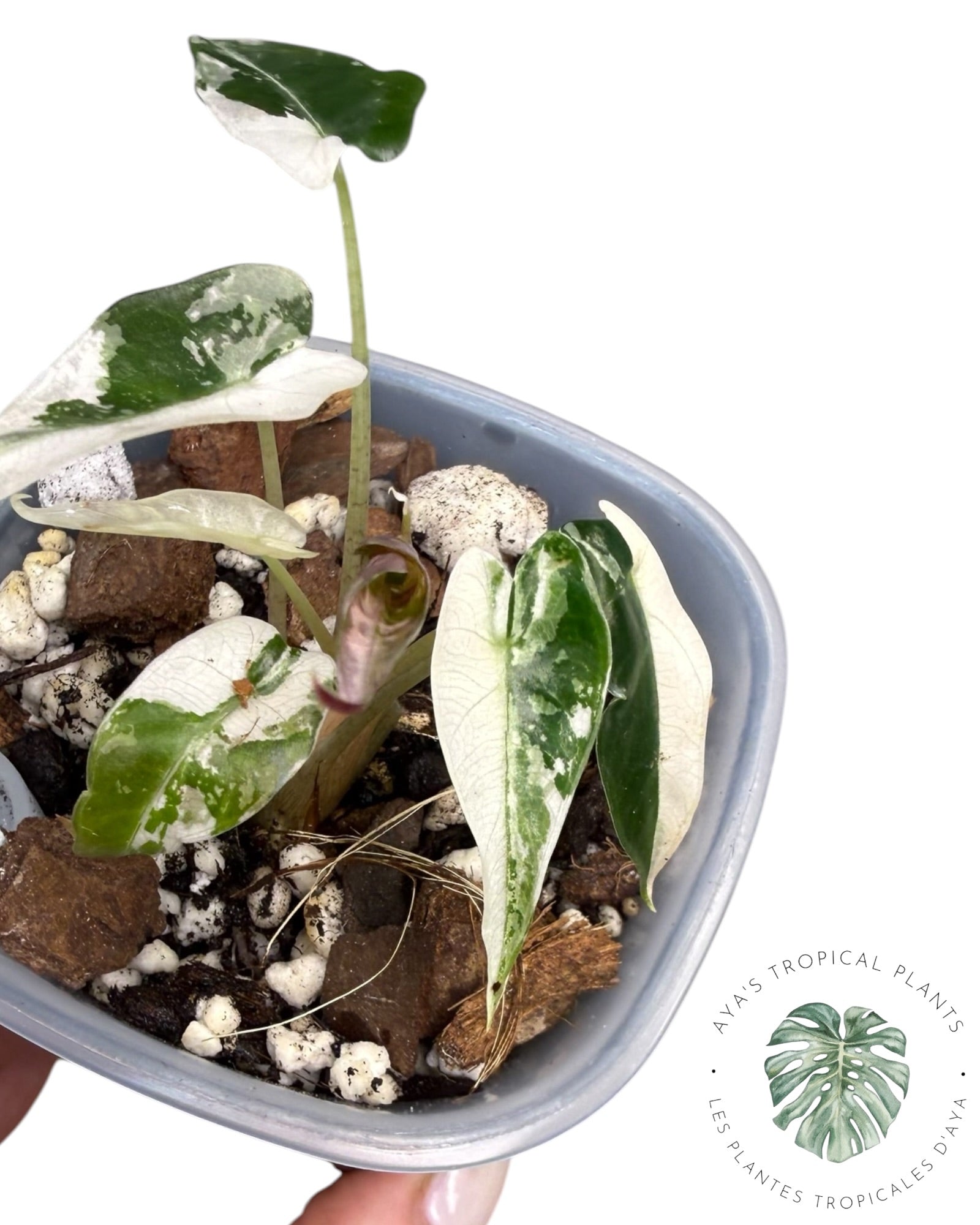 Alocasia Bambino Pink Variegated