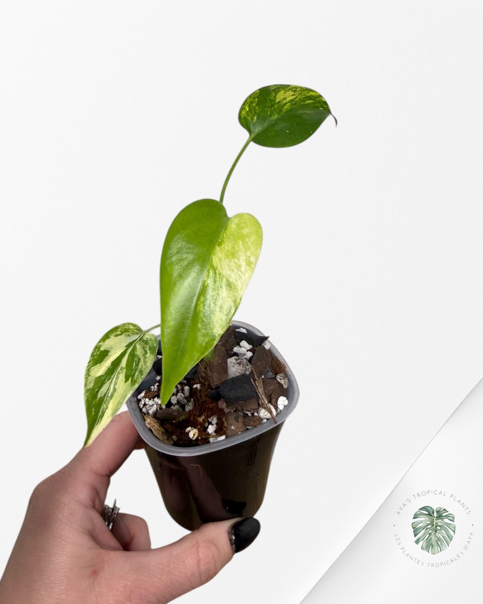 Monstera Aurea | Plante rare cultivée en culture tropicale | Plantes tropicales d'Aya