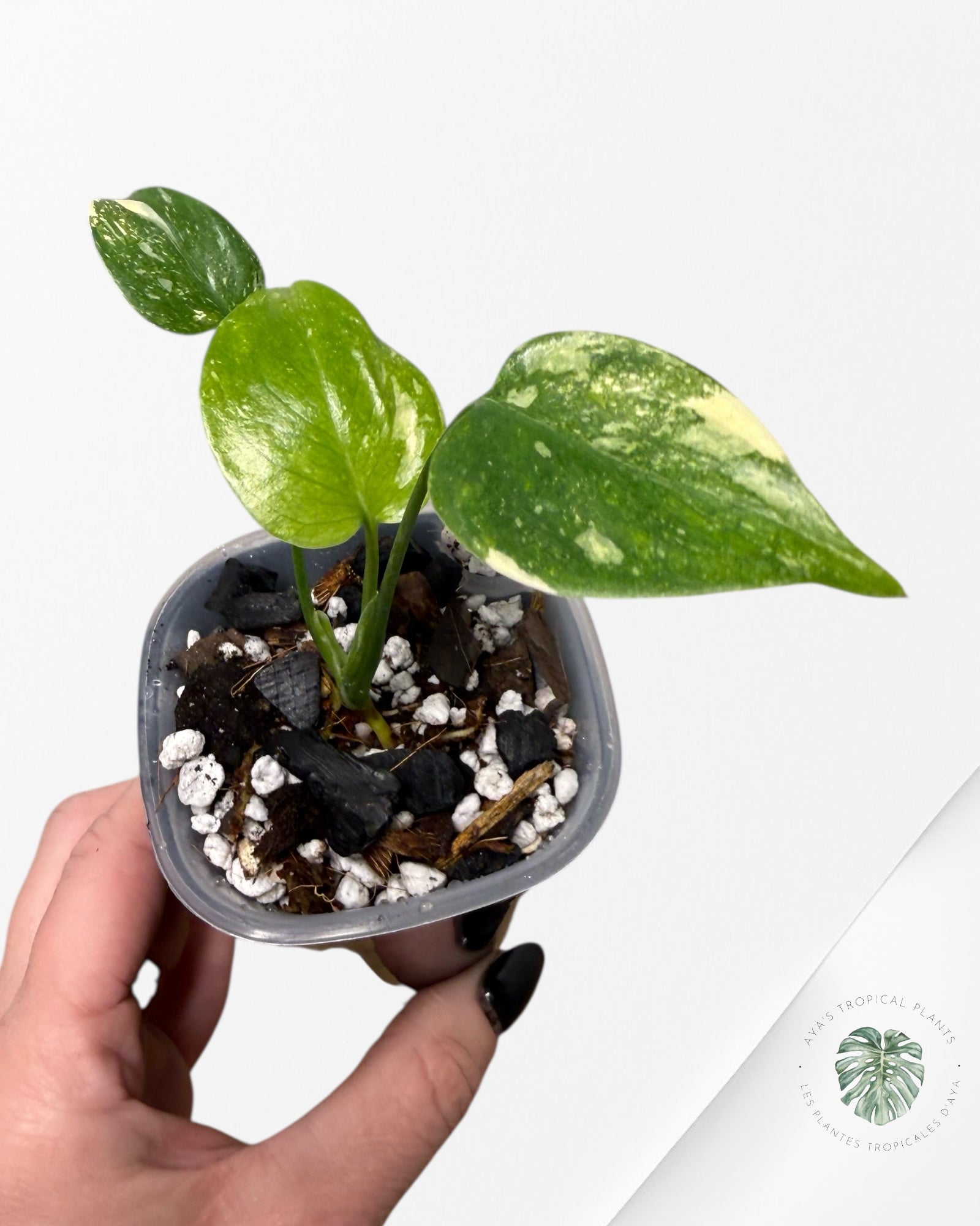Monstera Thai Constellation Crème Brûlée| Plante TC rare | Les plantes tropicales d'Aya