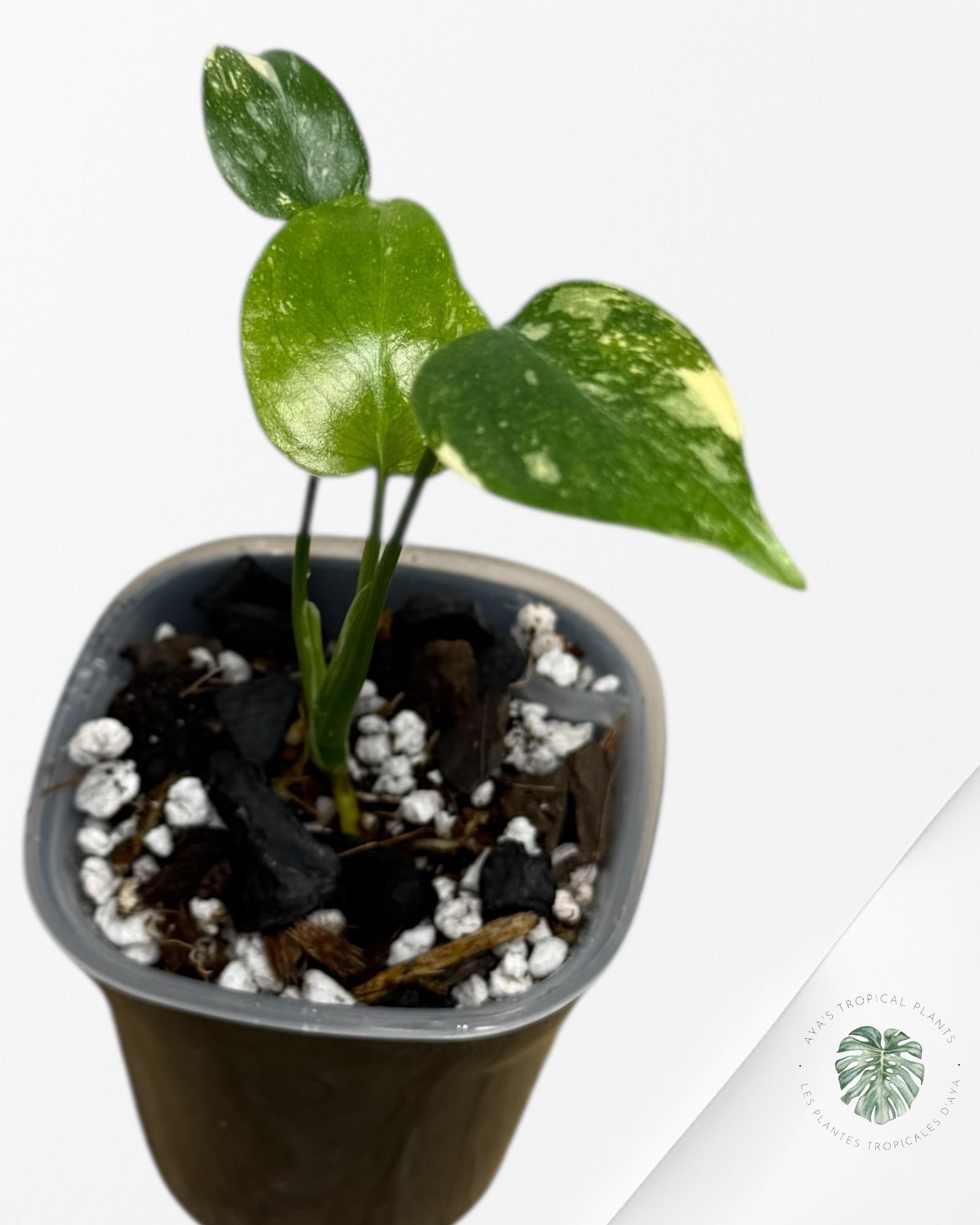 Monstera Thai Constellation Crème Brûlée| Plante TC rare | Les plantes tropicales d'Aya