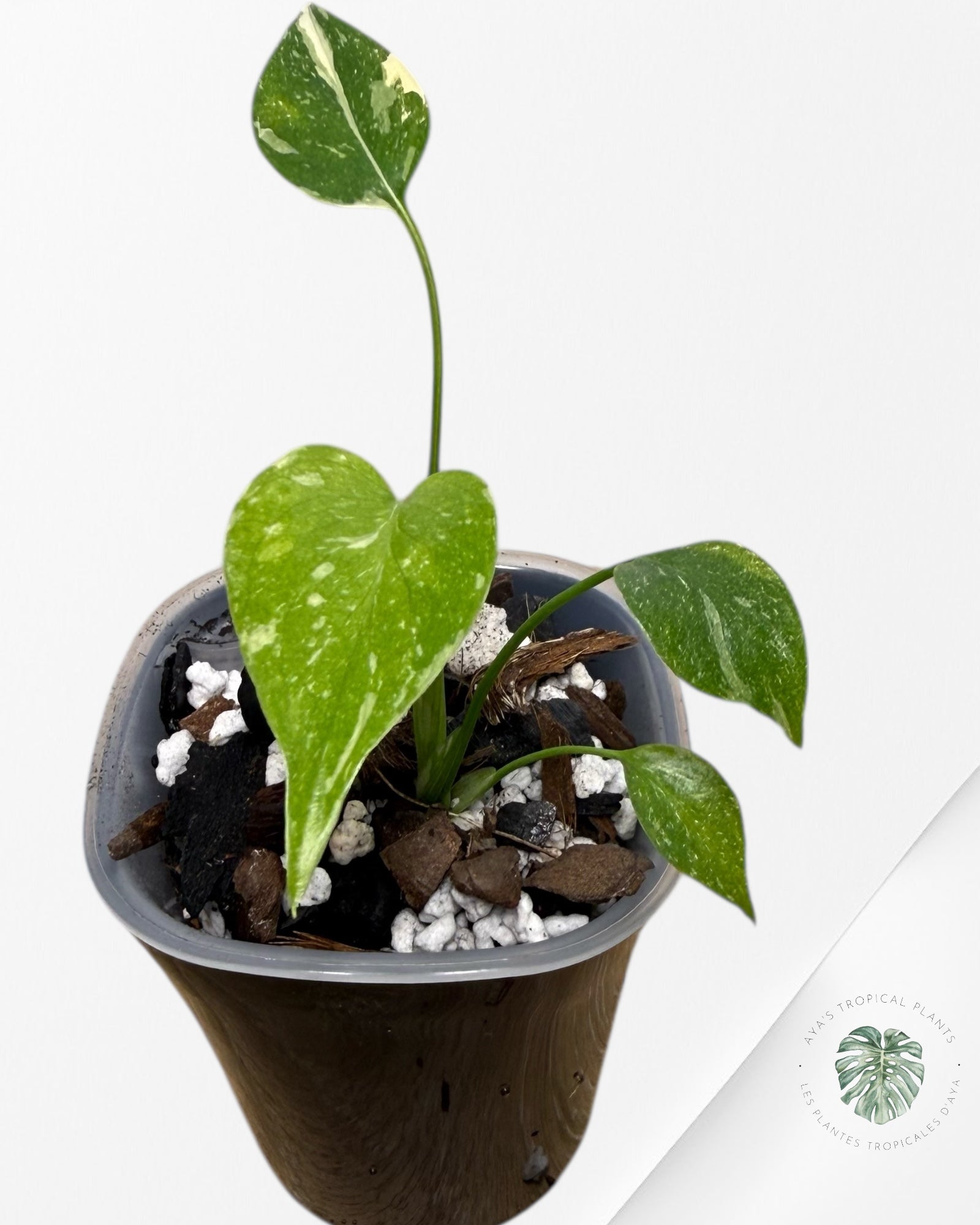 Monstera Thai Constellation Crème Brûlée| Plante TC rare | Les plantes tropicales d'Aya