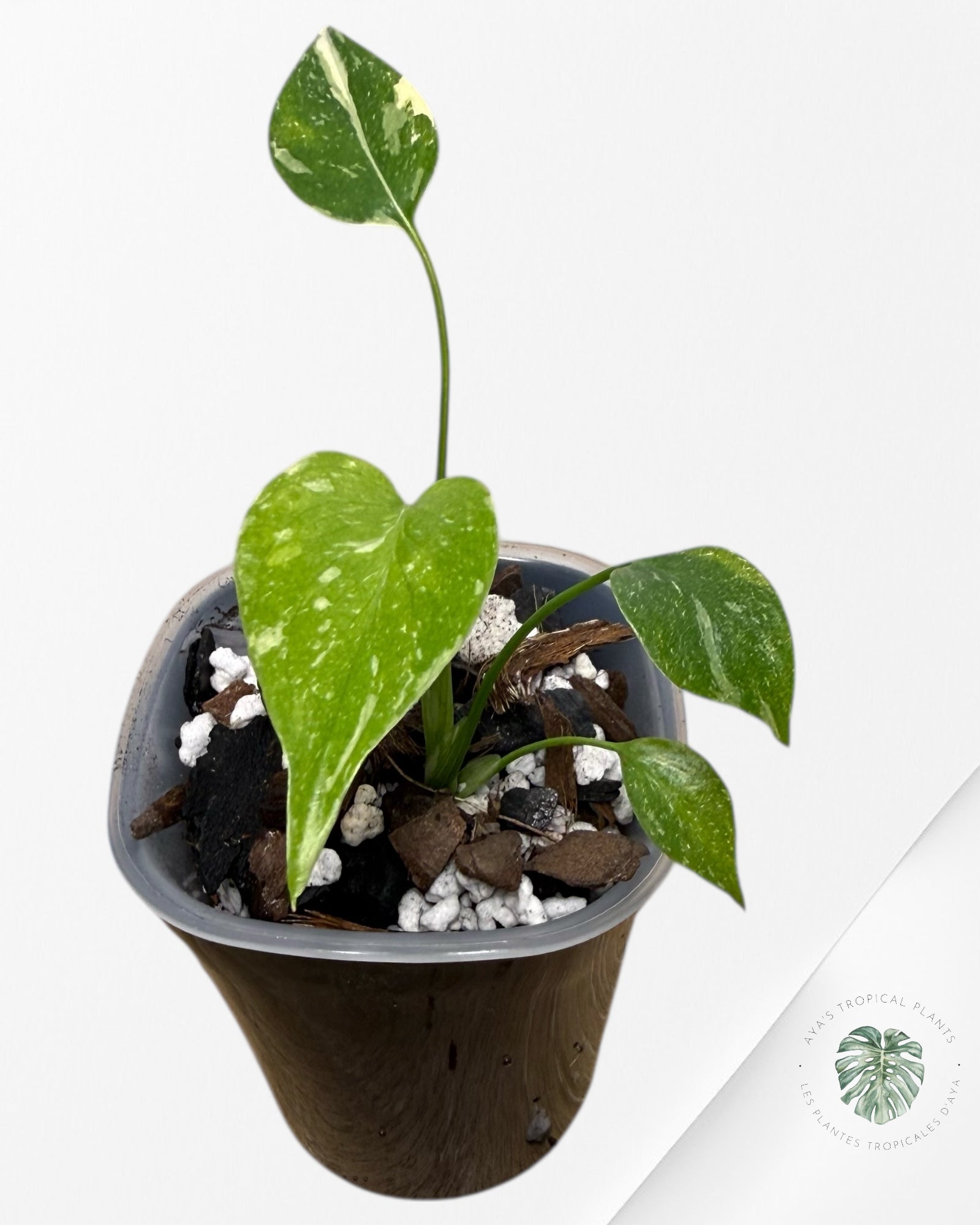 Monstera Thai Constellation Crème Brûlée| Plante TC rare | Les plantes tropicales d'Aya