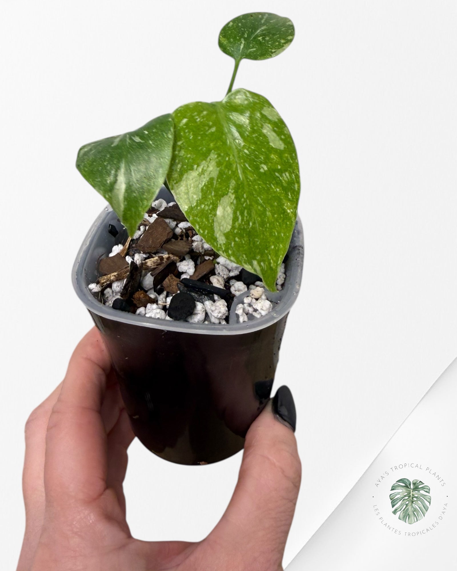 Monstera Thai Constellation Crème Brûlée| Plante TC rare | Les plantes tropicales d'Aya