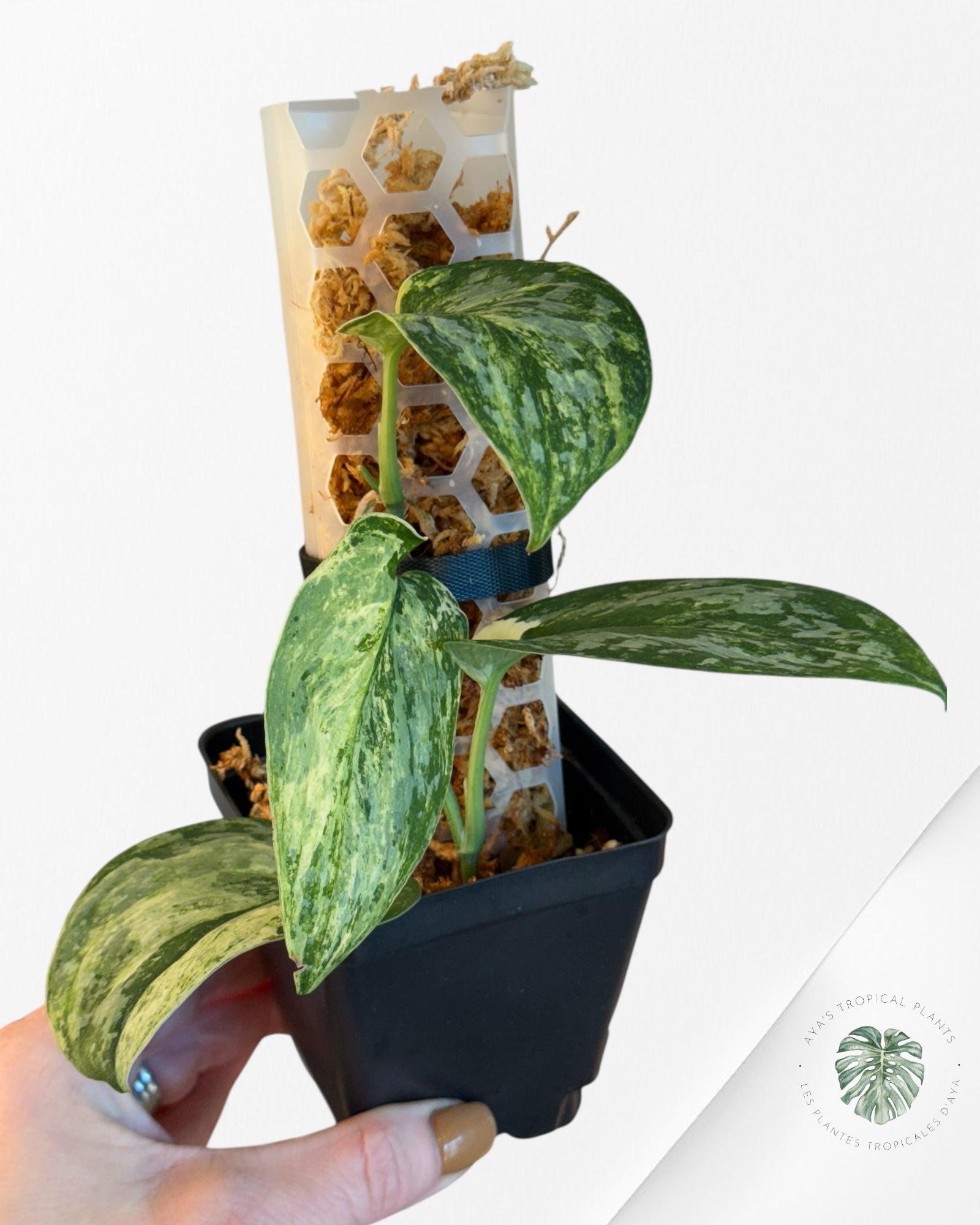 Scindapsus Exotica Tricolor - EXP27