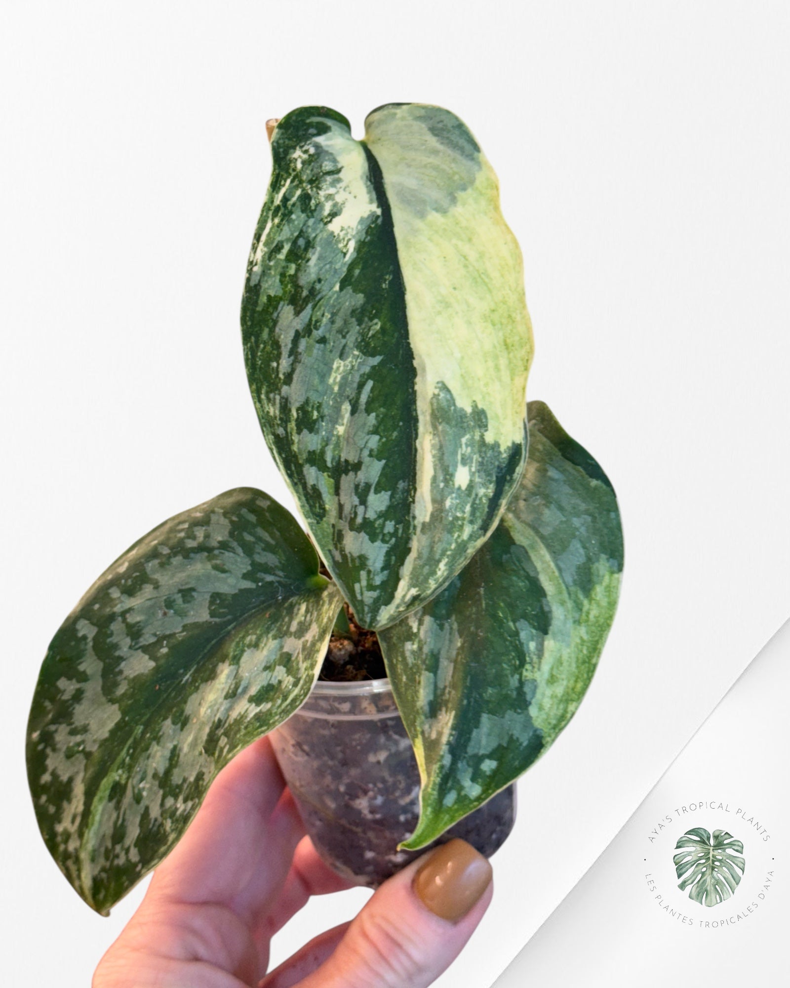 Scindapsus Exotica Tricolore - SET3