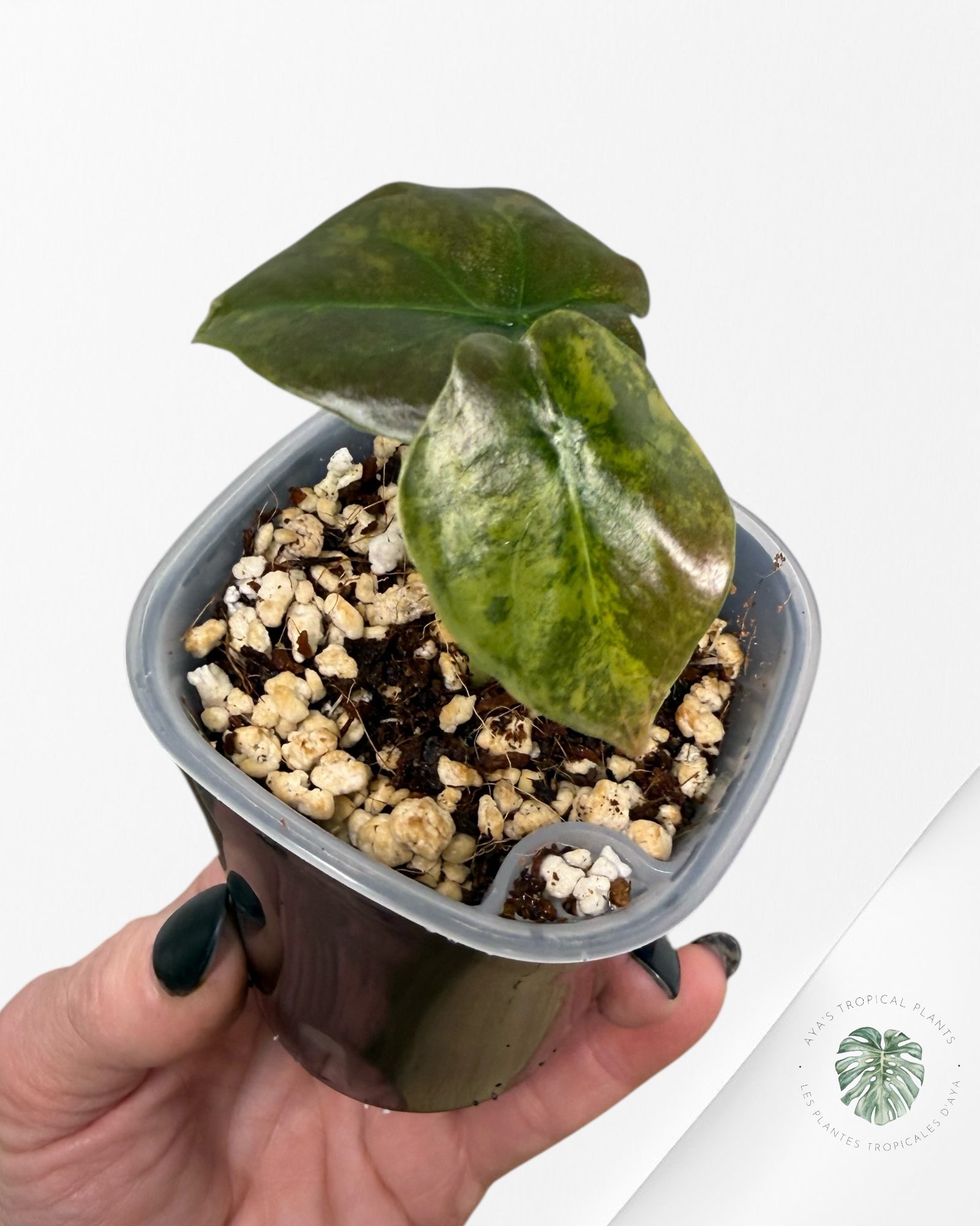 Alocasia Cuprea Golden Latte variegated | Rare TC Plant| Aya's Tropical Plants