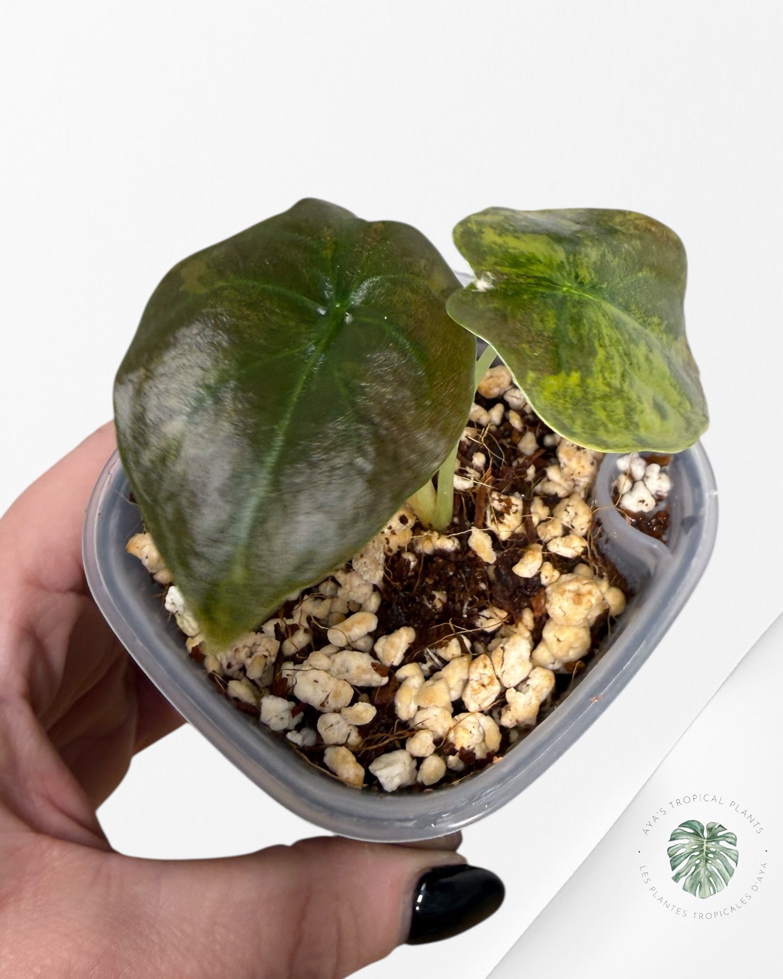 Alocasia Cuprea Golden Latte variegated | Rare TC Plant| Aya's Tropical Plants