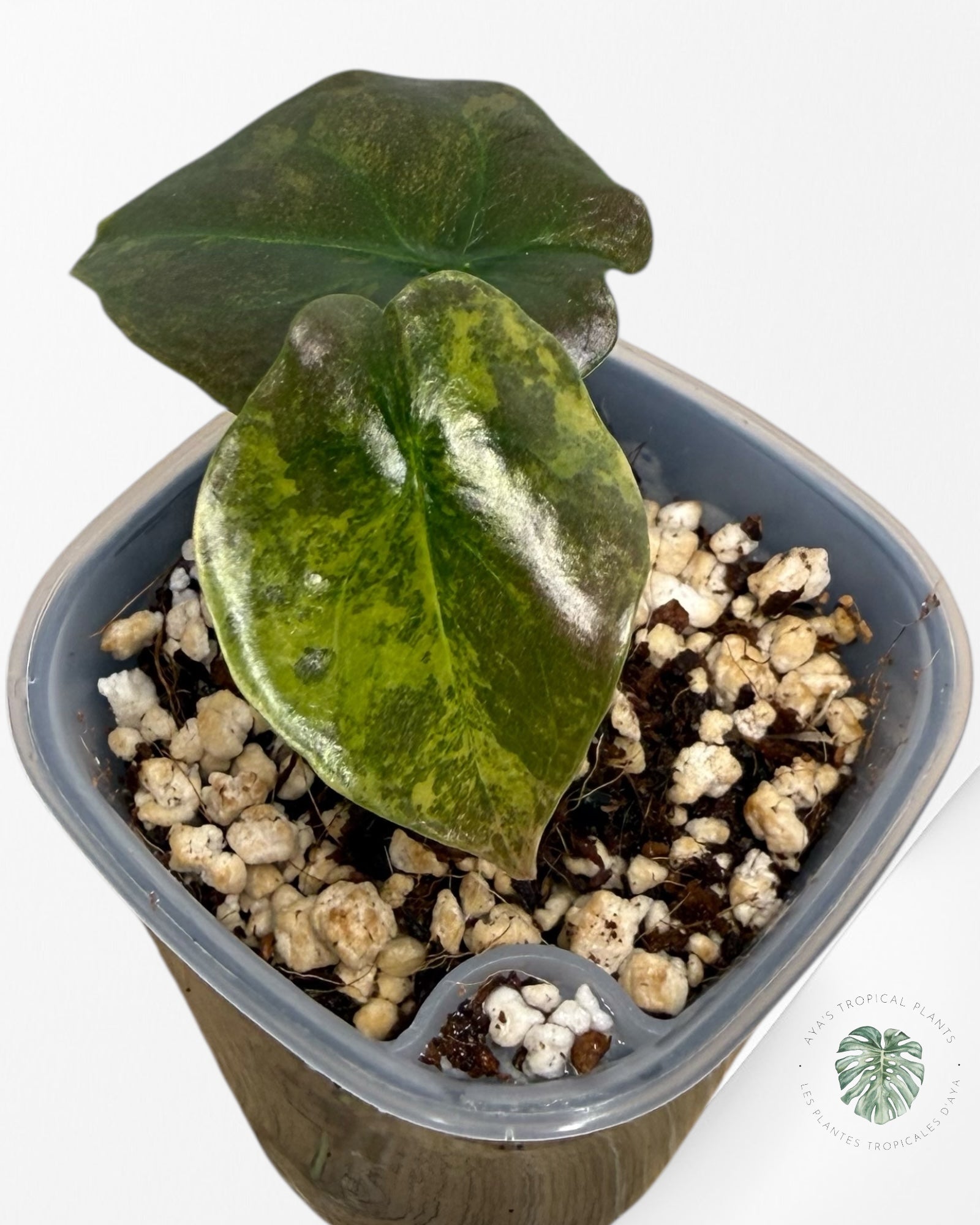 Alocasia Cuprea Golden Latte variegated | Rare TC Plant| Aya's Tropical Plants