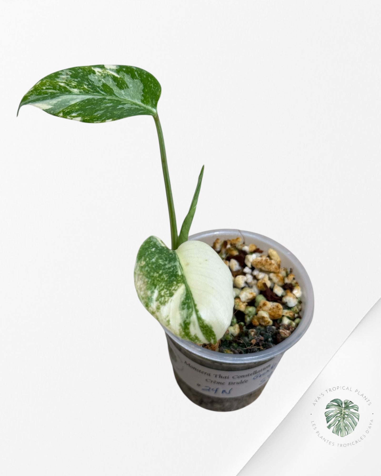 Monstera Thai Constellation Creme Brûlée (Grade A) - 24N