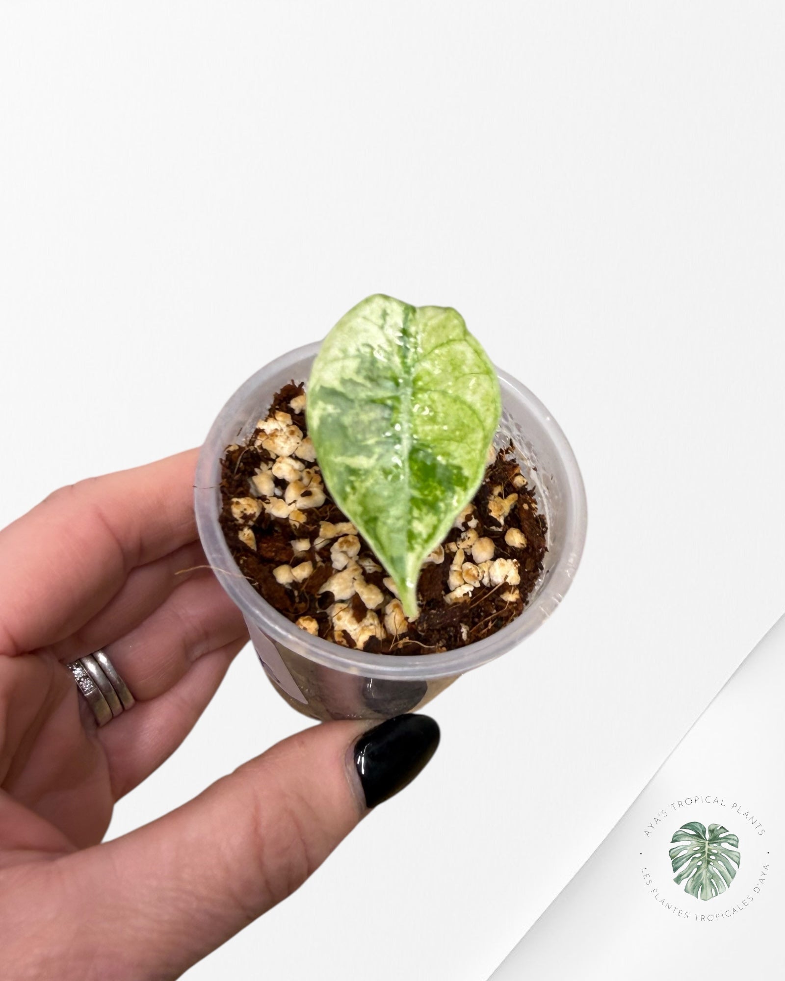 Alocasia Watsoniana Doff. Pink Variegated |Rare TC Plant| Aya's Tropical Plants