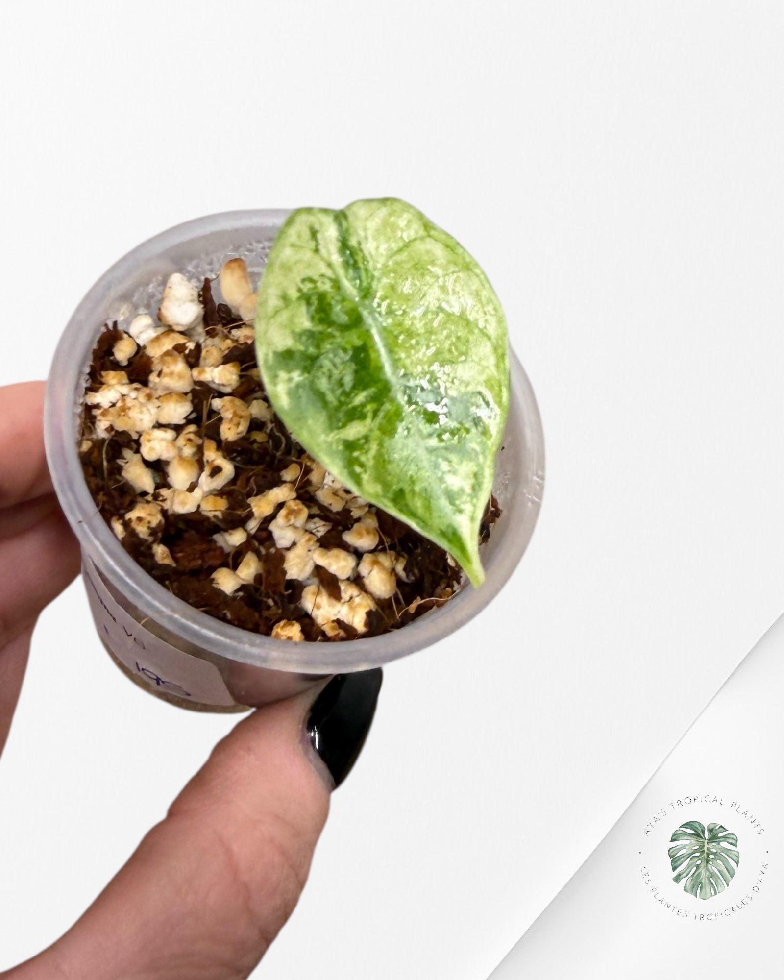 Alocasia Watsoniana Doff. Pink Variegated |Rare TC Plant| Aya's Tropical Plants