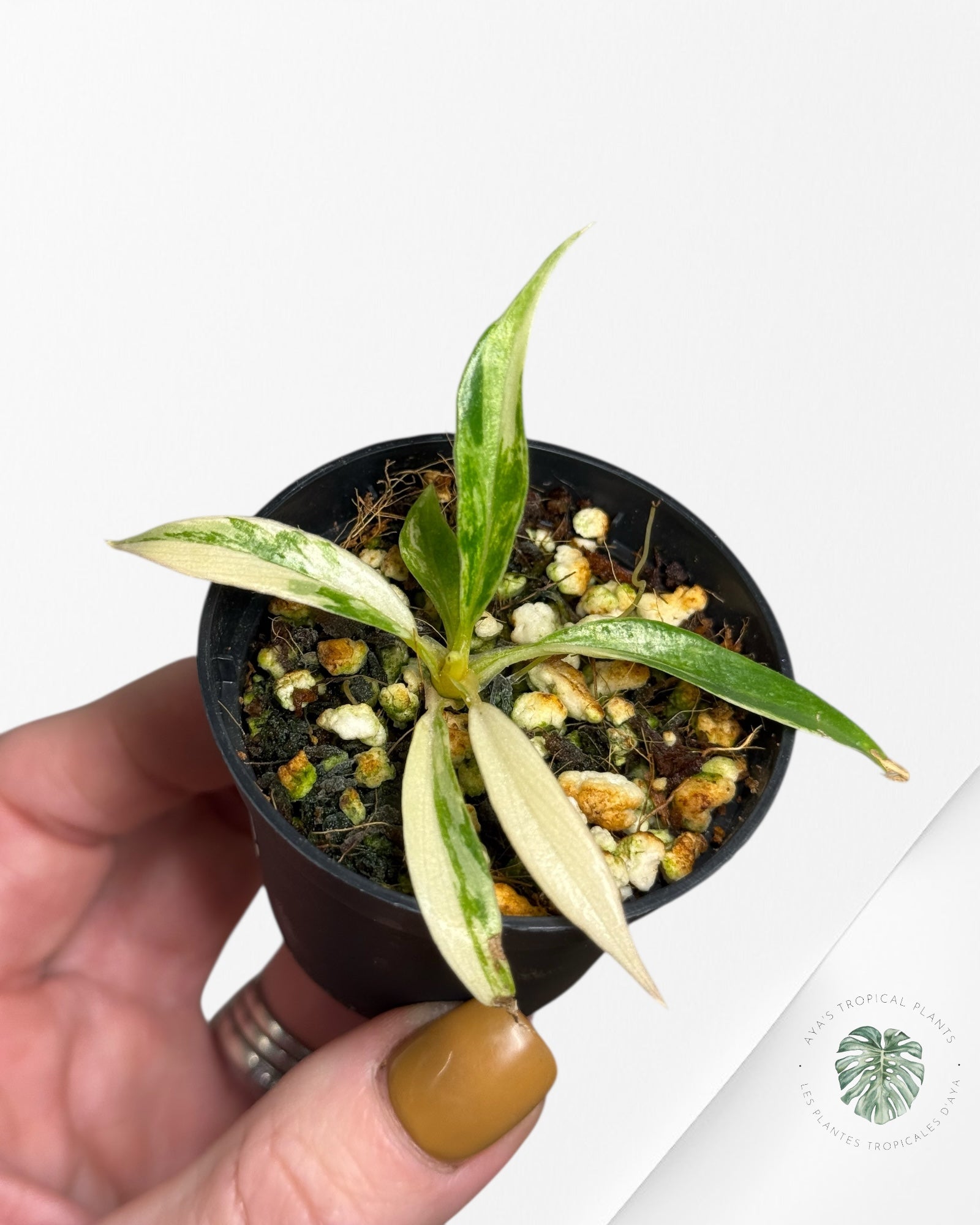 Philodendron Tortum Variegated - TC3