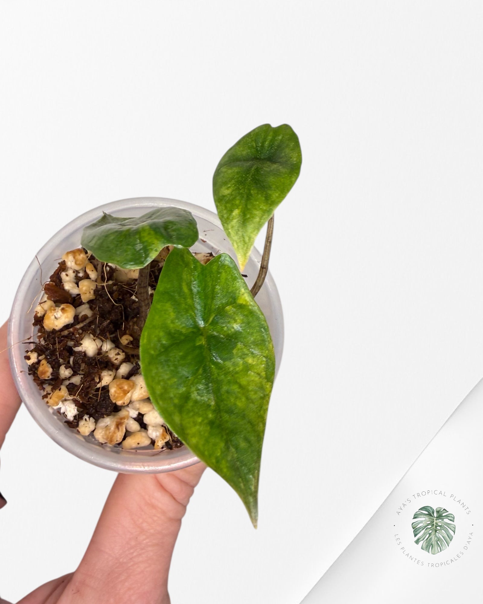 Alocasia Heterophylla Metallic Blue variegated