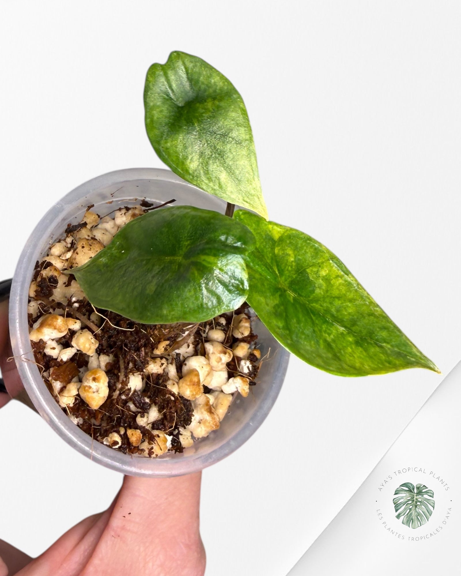 Alocasia Heterophylla Metallic Blue variegated